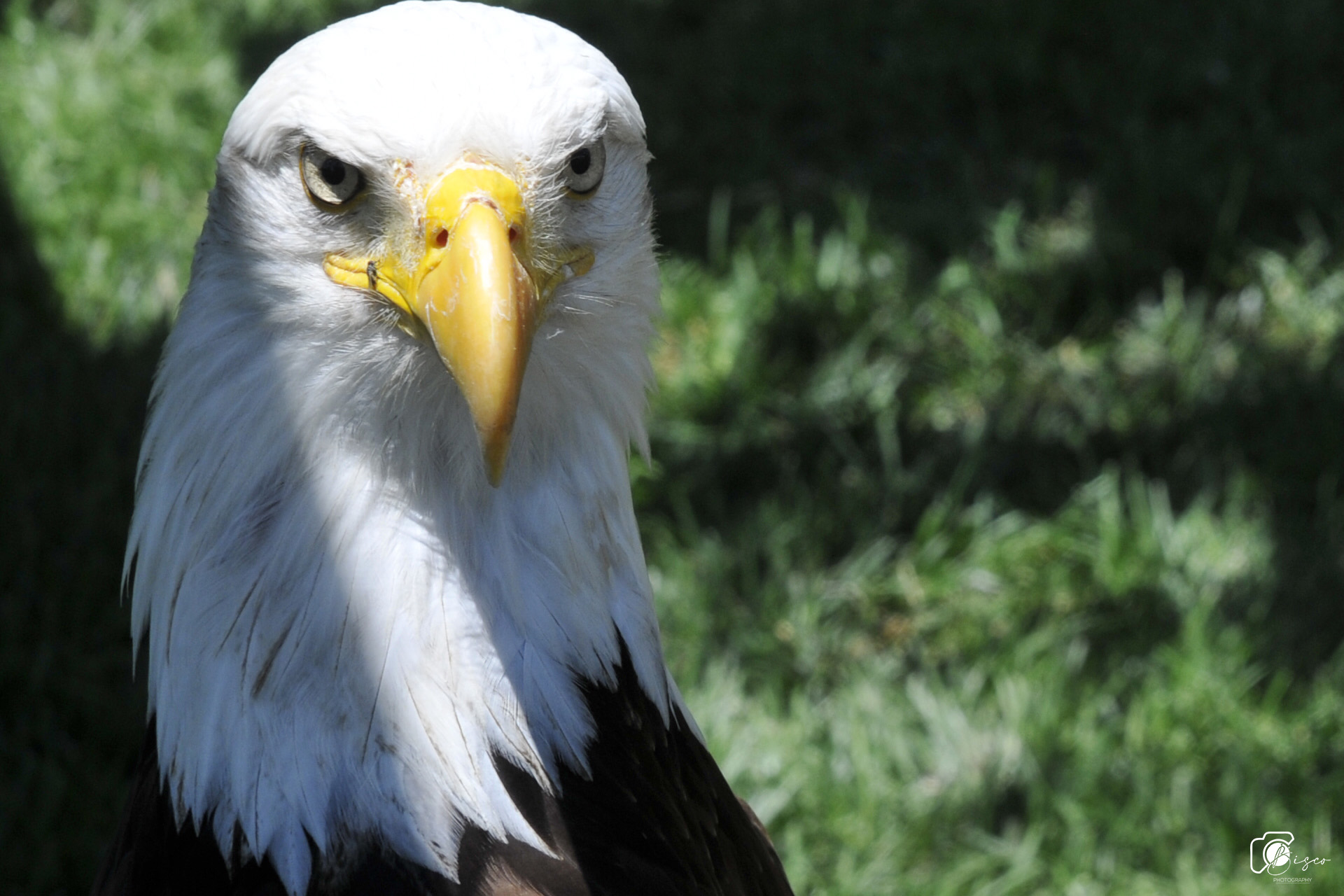 Lo sguardo del rapace