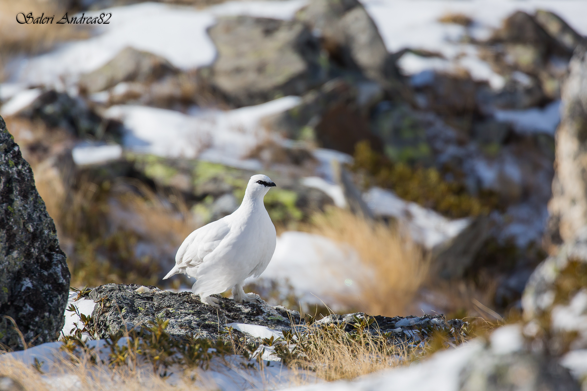 Ptarmigan