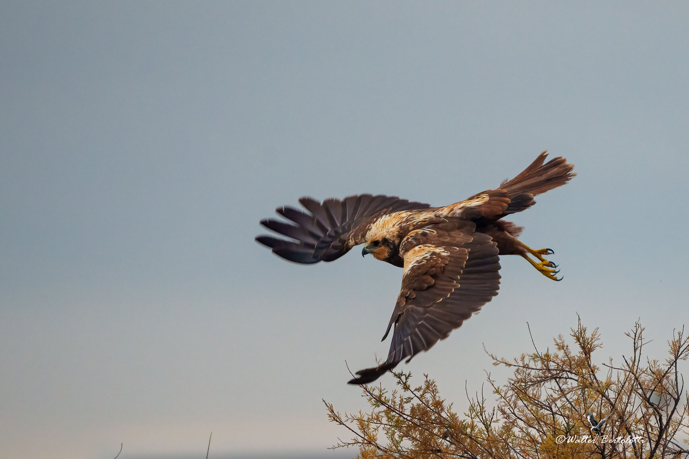 MARSH FALCON