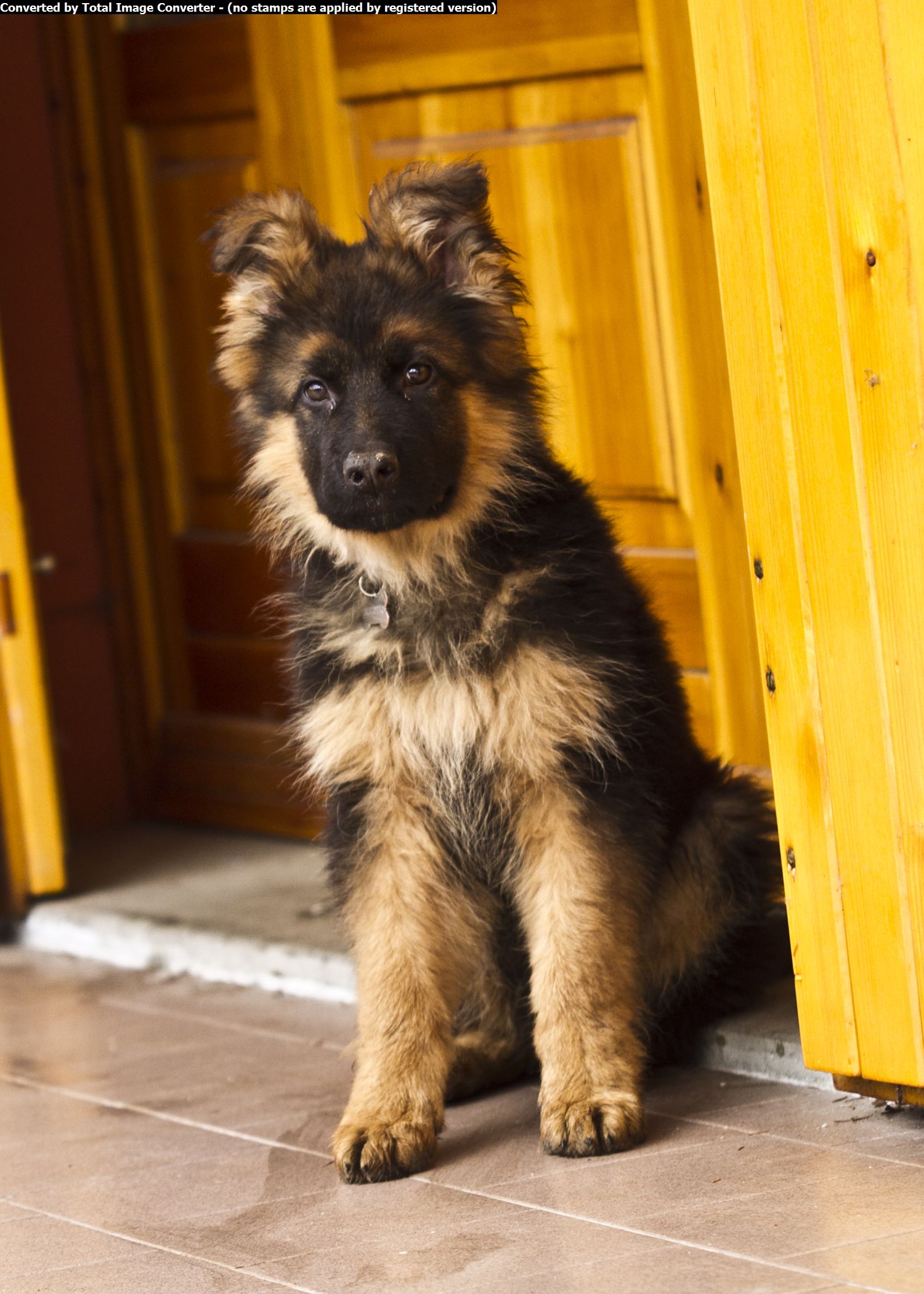 Alex pastore tedesco