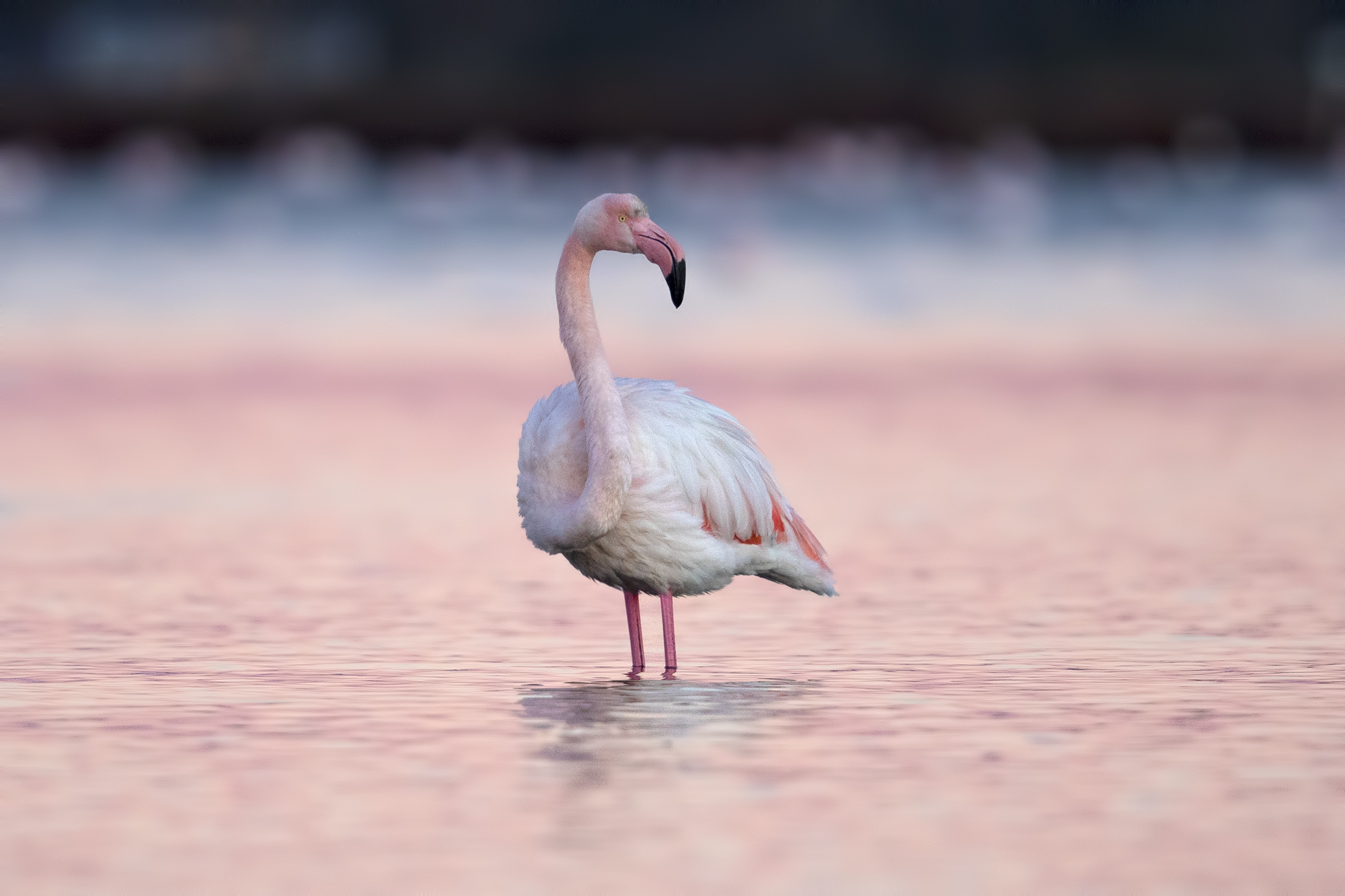 Flamingo in pink