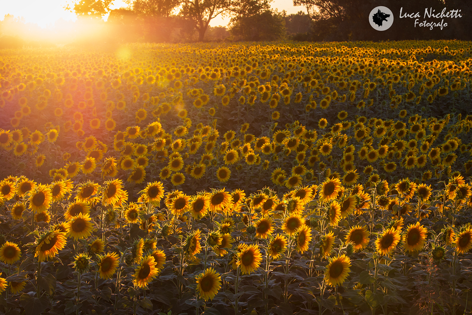 Sunflowers