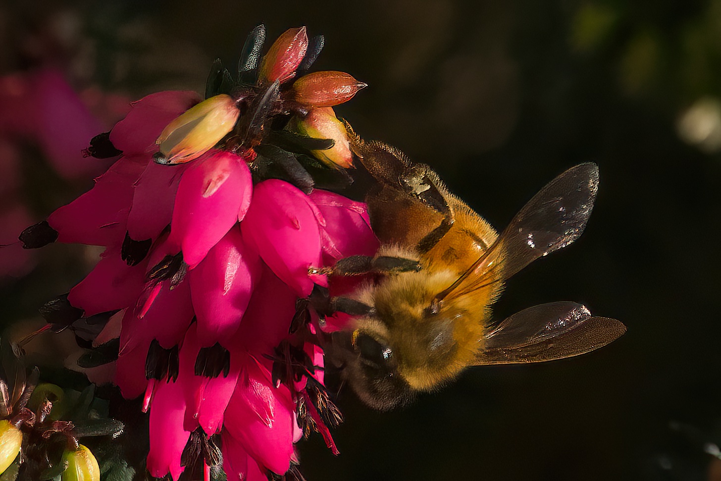 bee on Erika