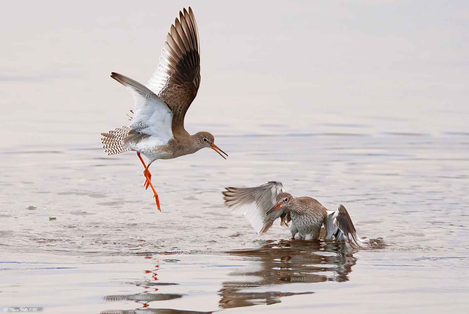 Dispute between Gossip
