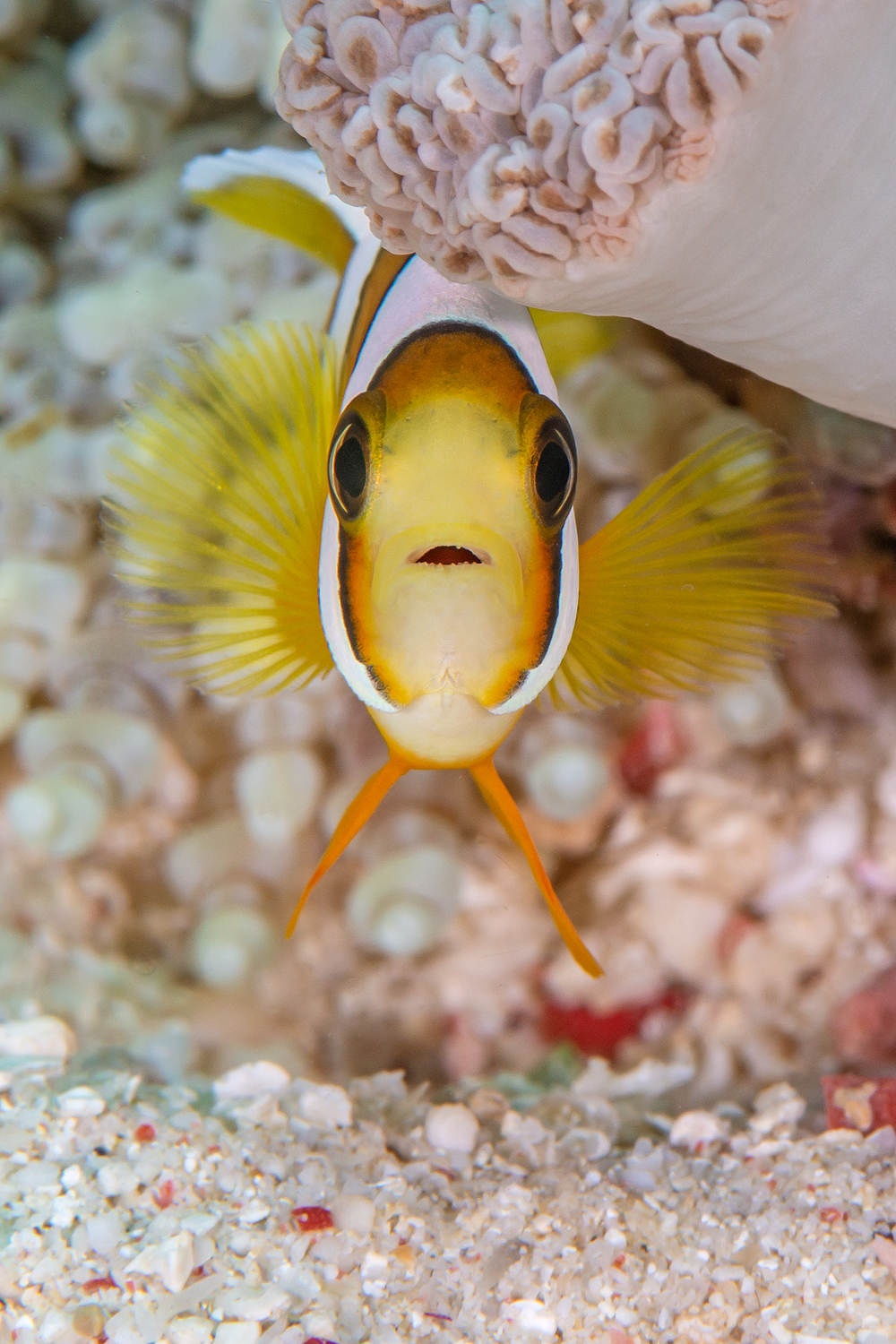 Amphiprion clarkii juv.