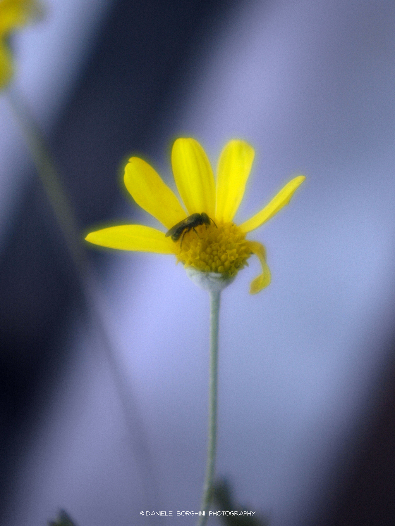 Margherita spetalosa