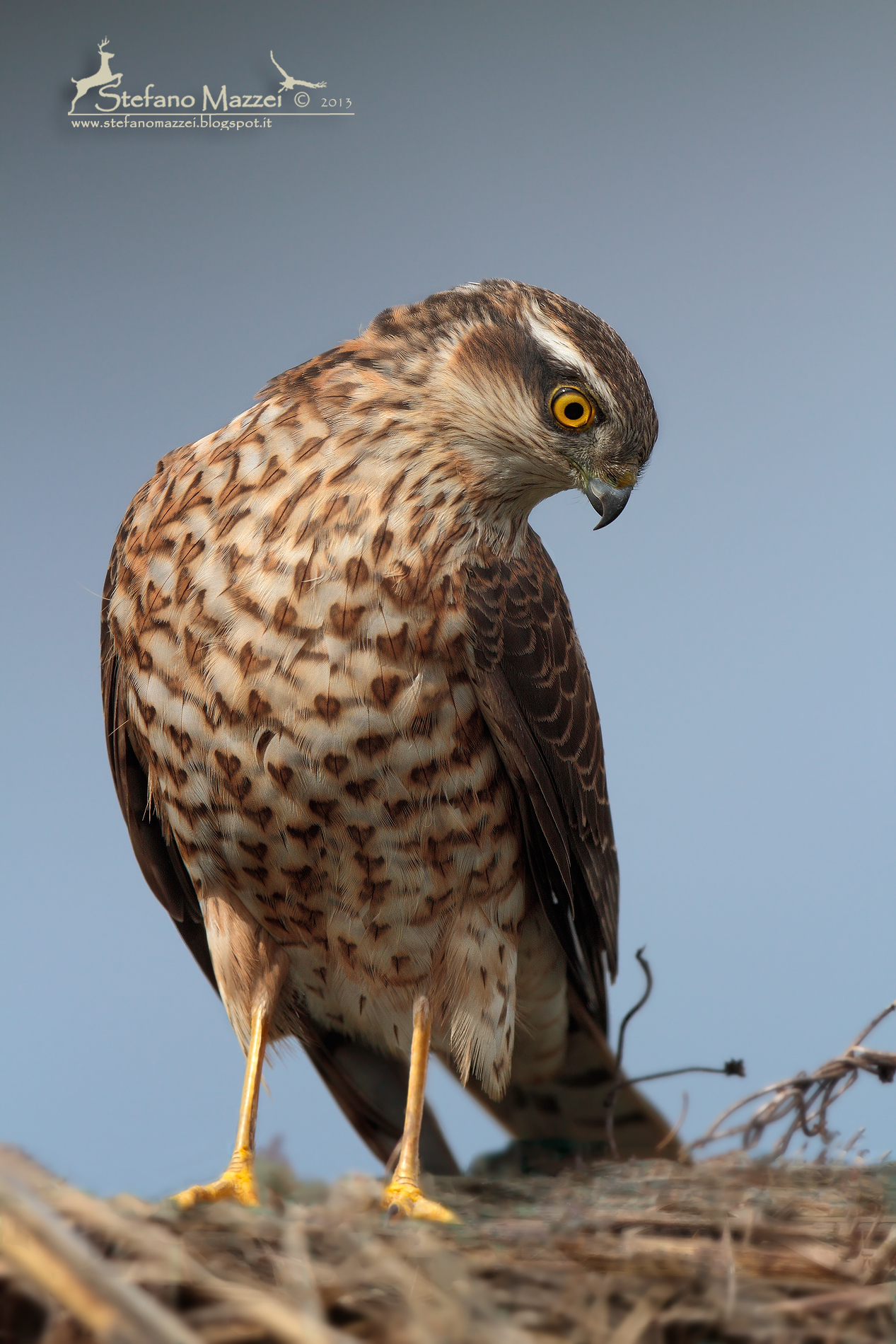 Sparviero monumentale ...