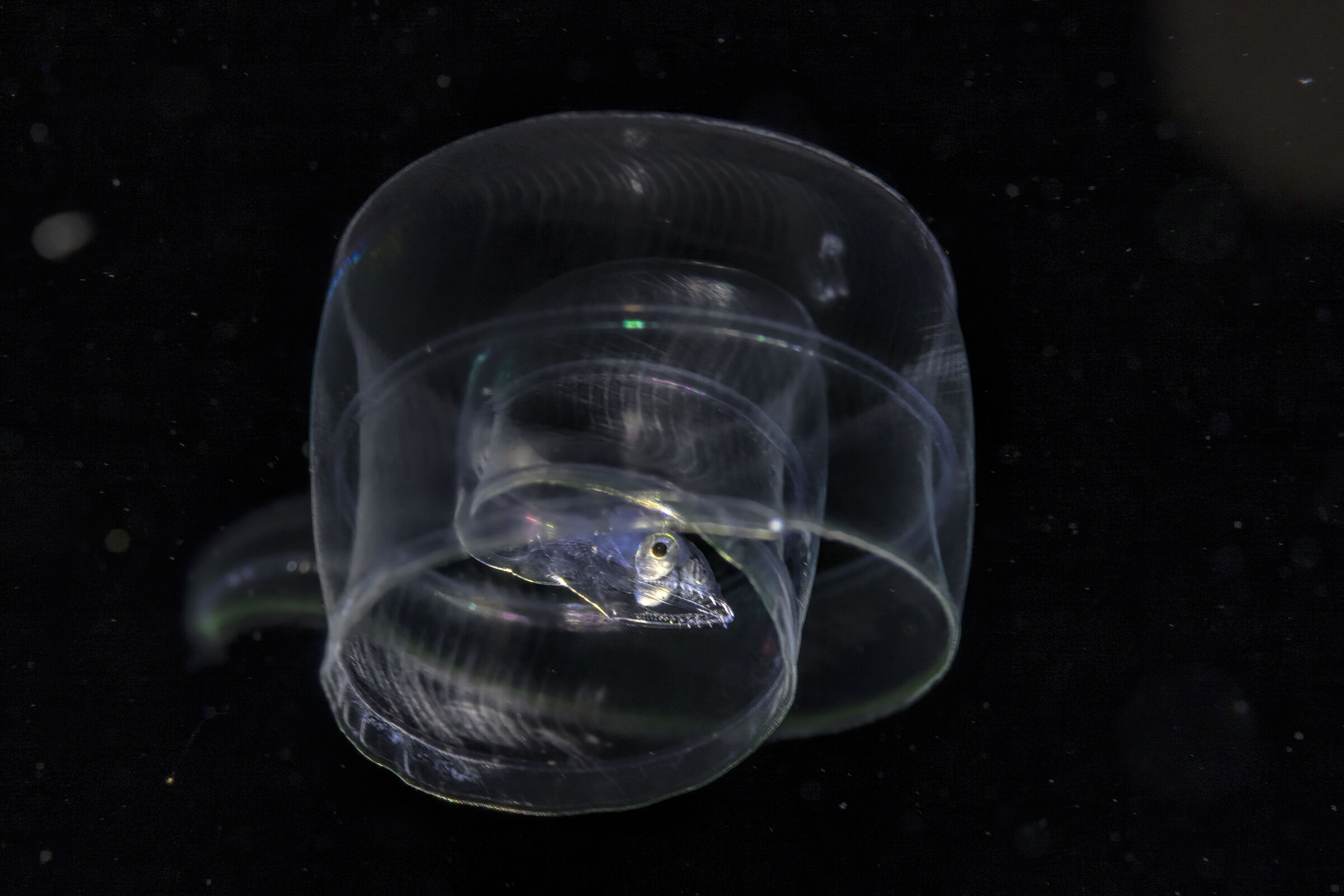 murena nastro in fase larvale