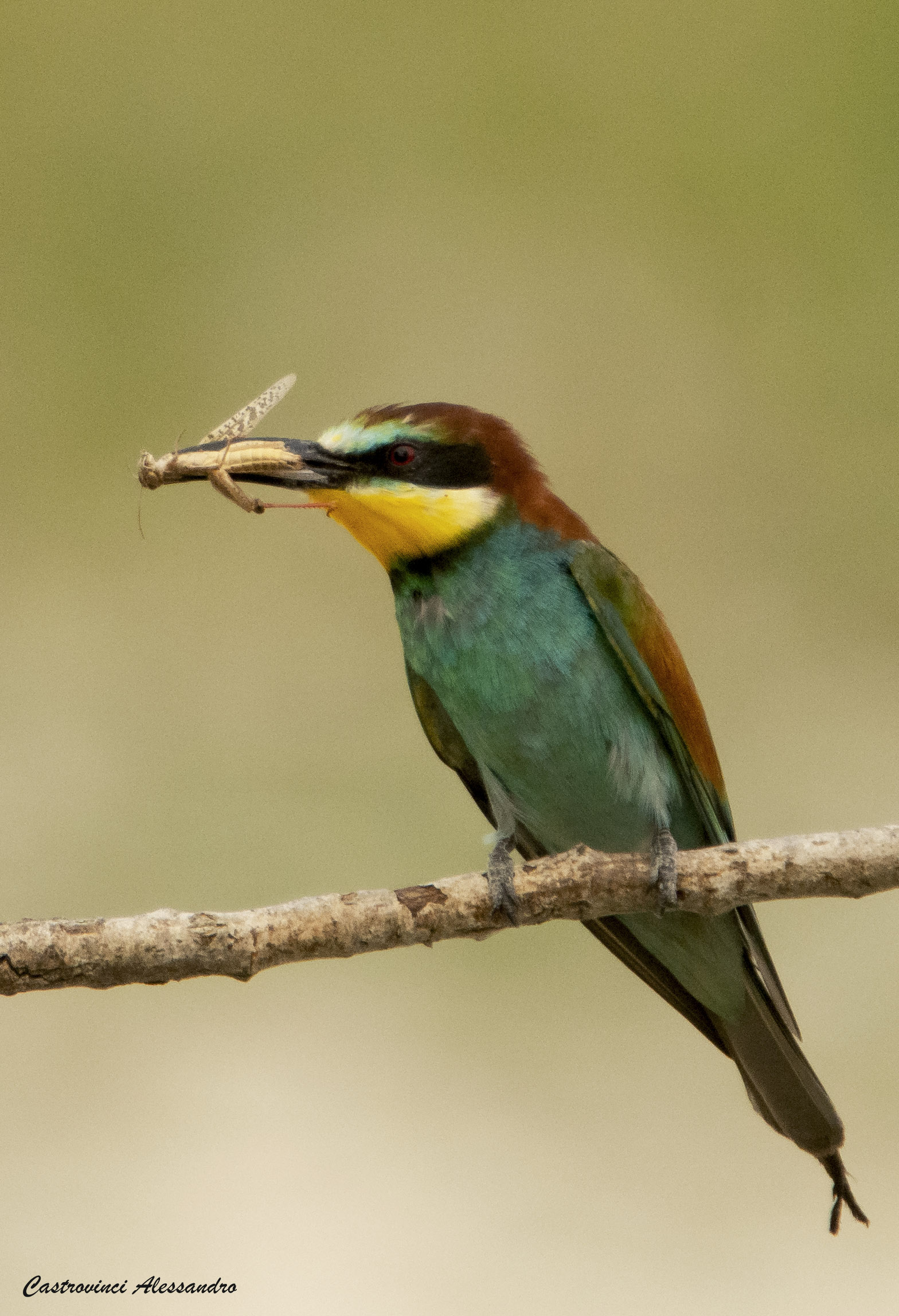 Bee-eater