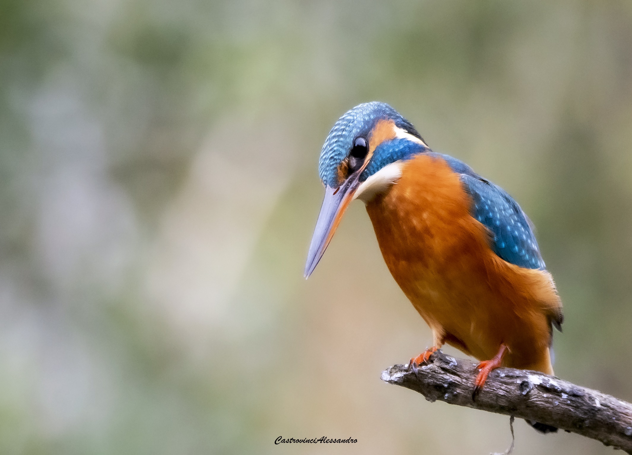 Kingfisher