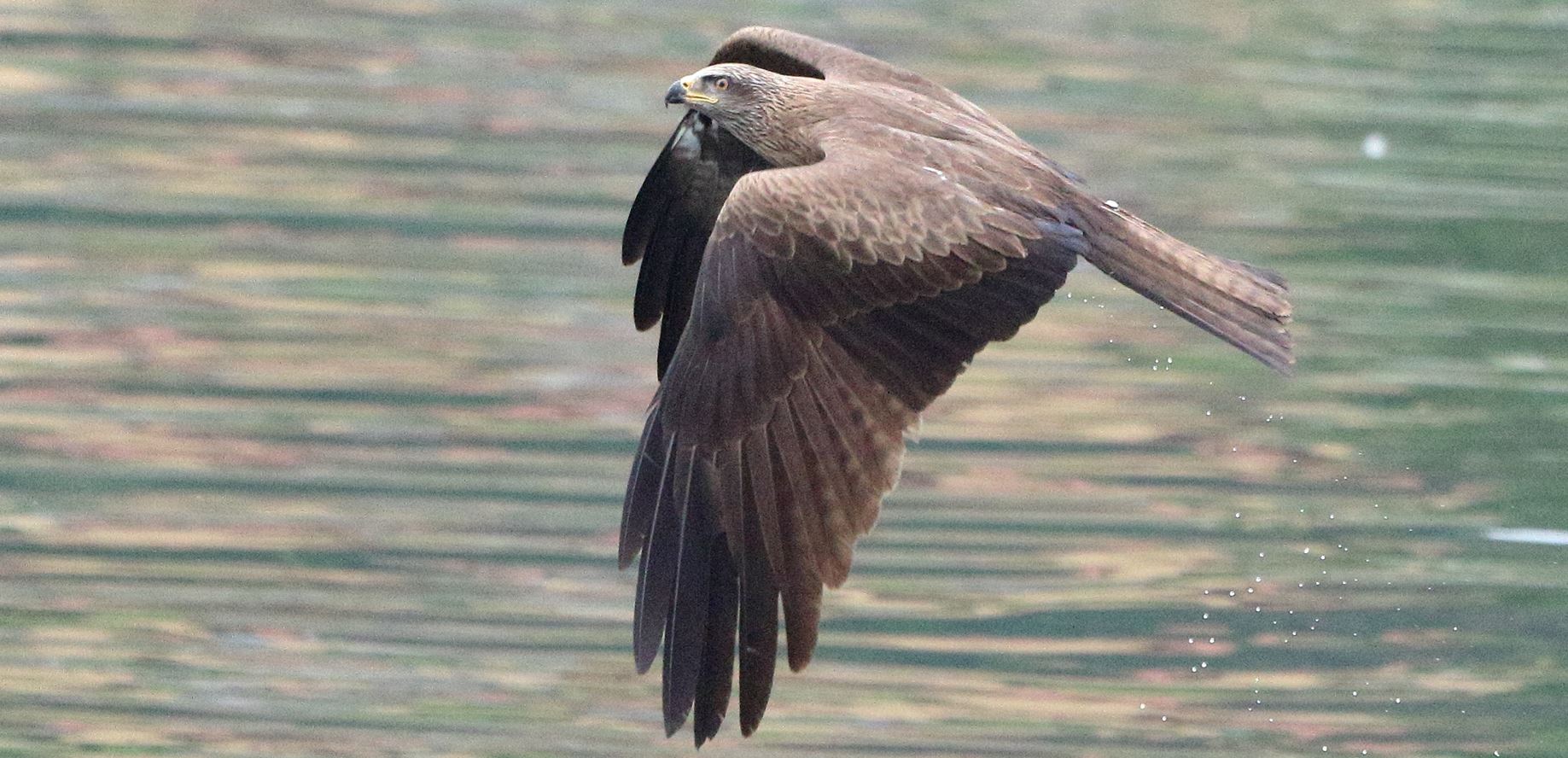 black kite