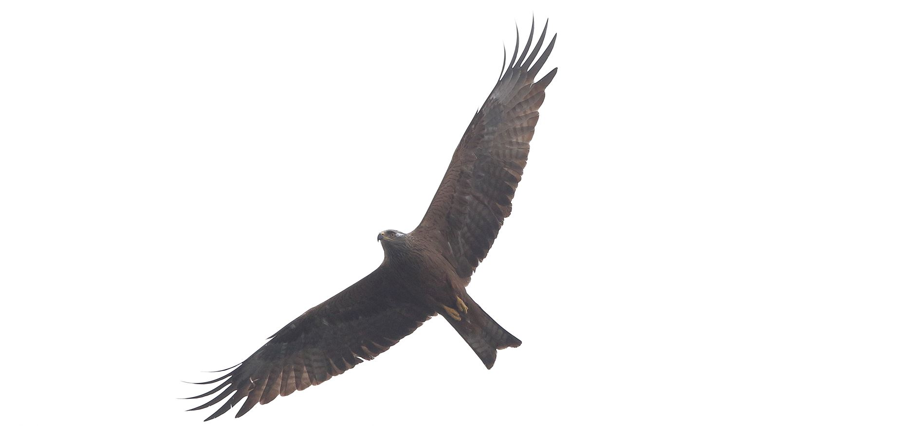 black kite