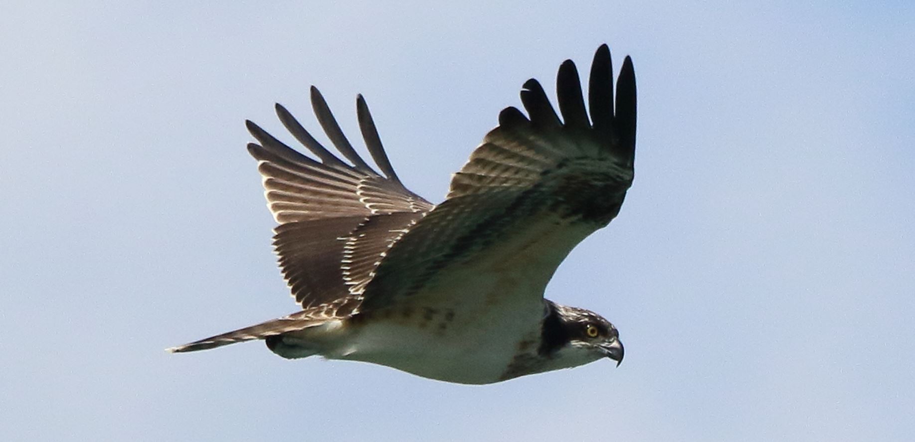 osprey