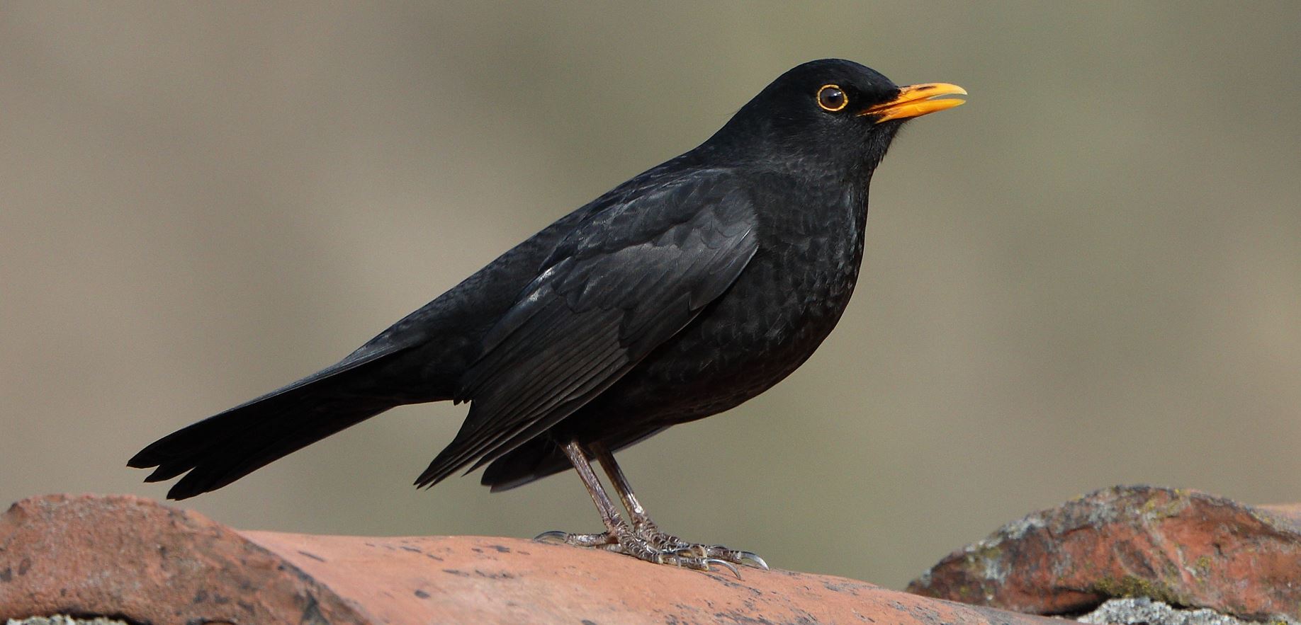 blackbird 06-01-2022