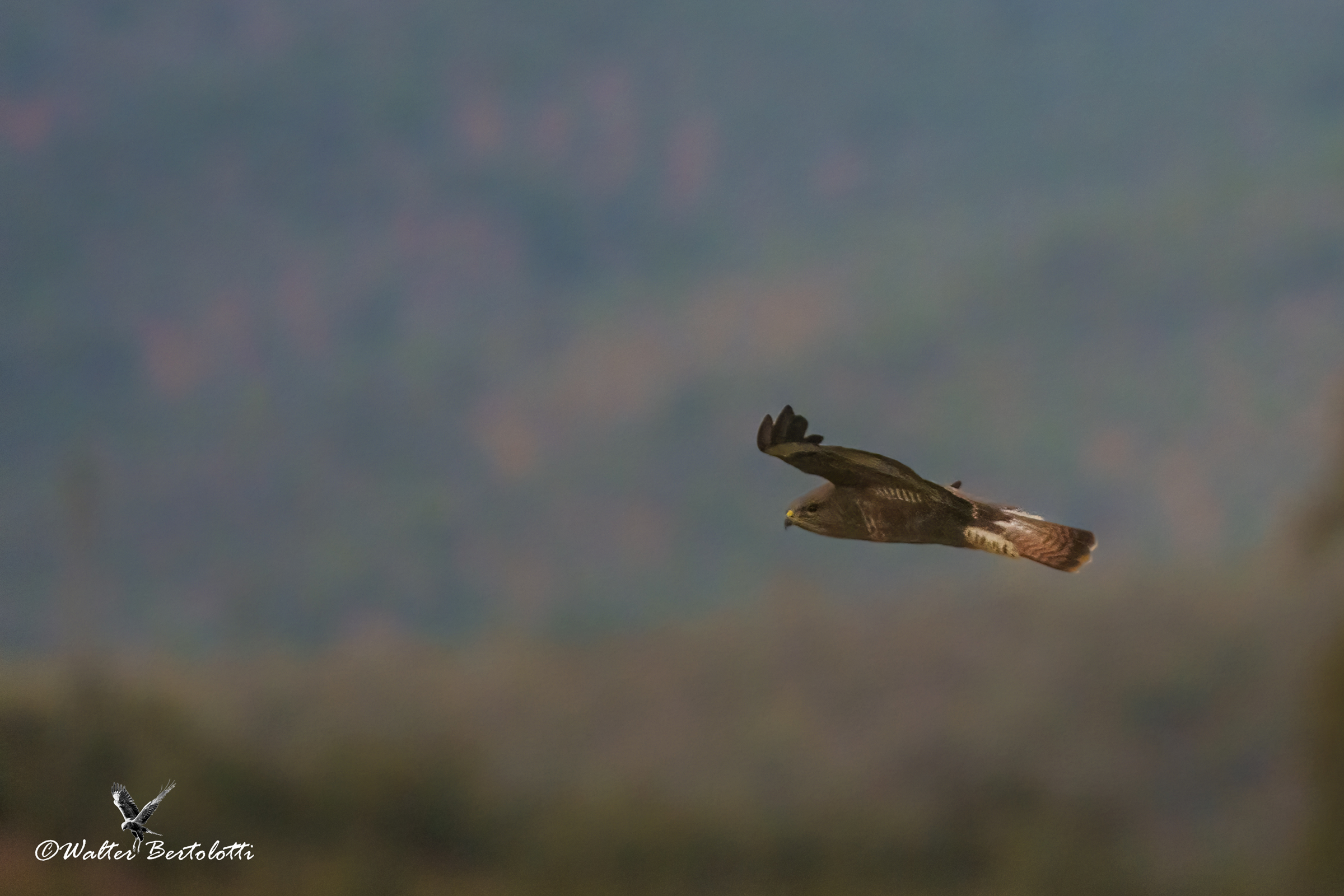 poiana in volo sulla valle