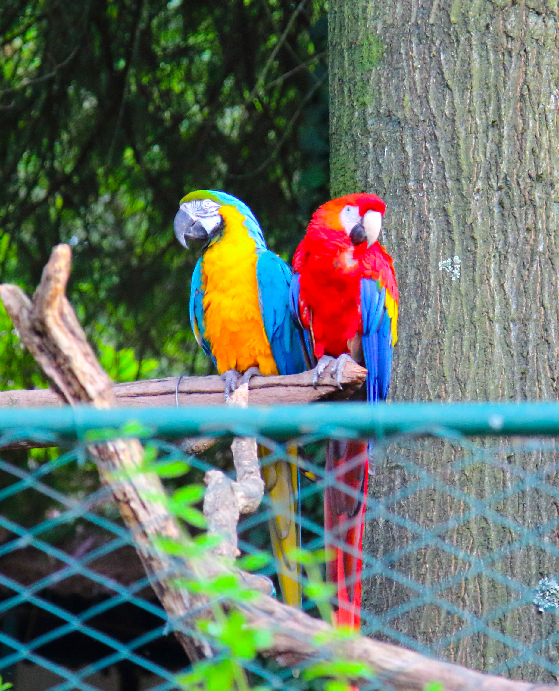 Parrots