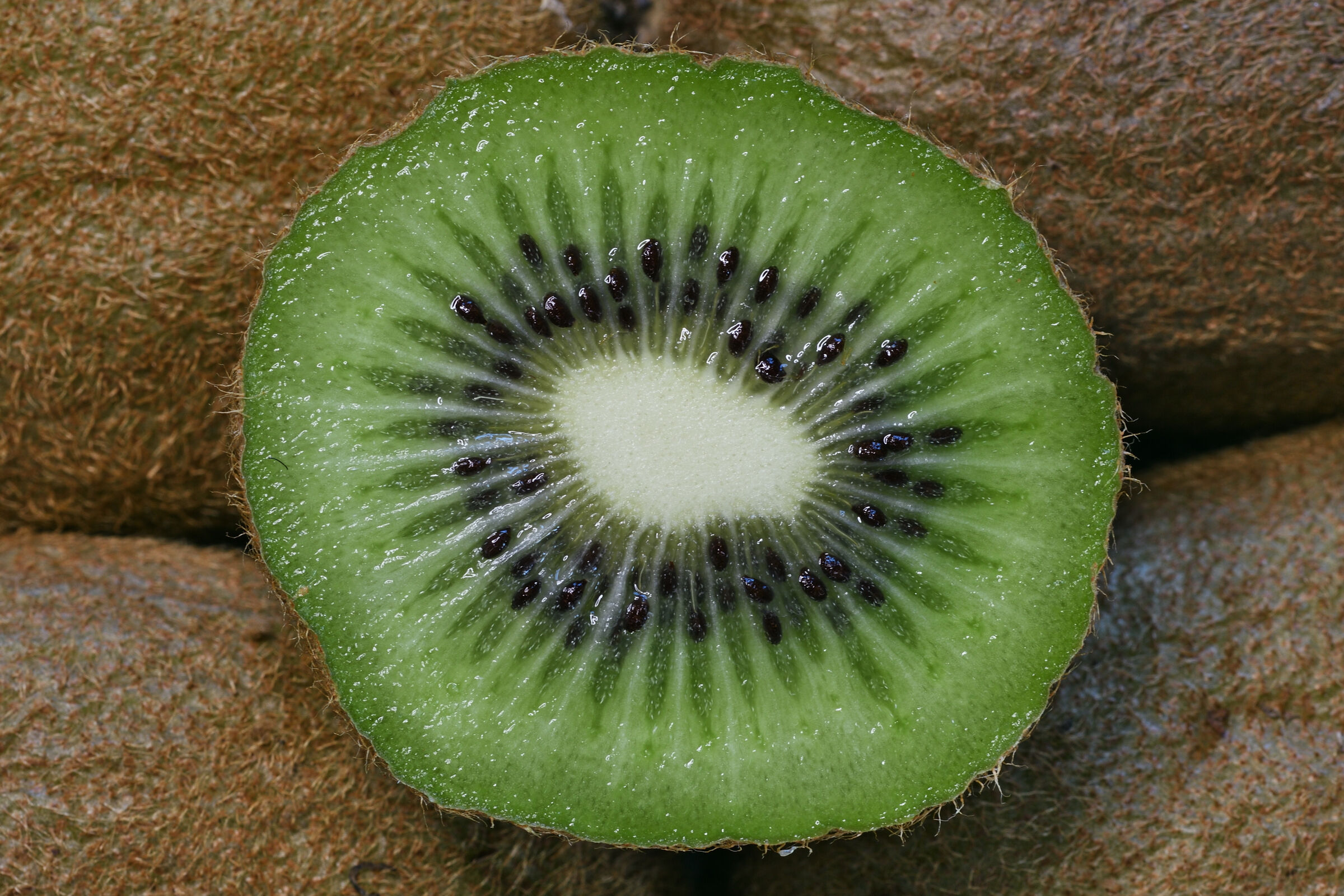 Kiwi