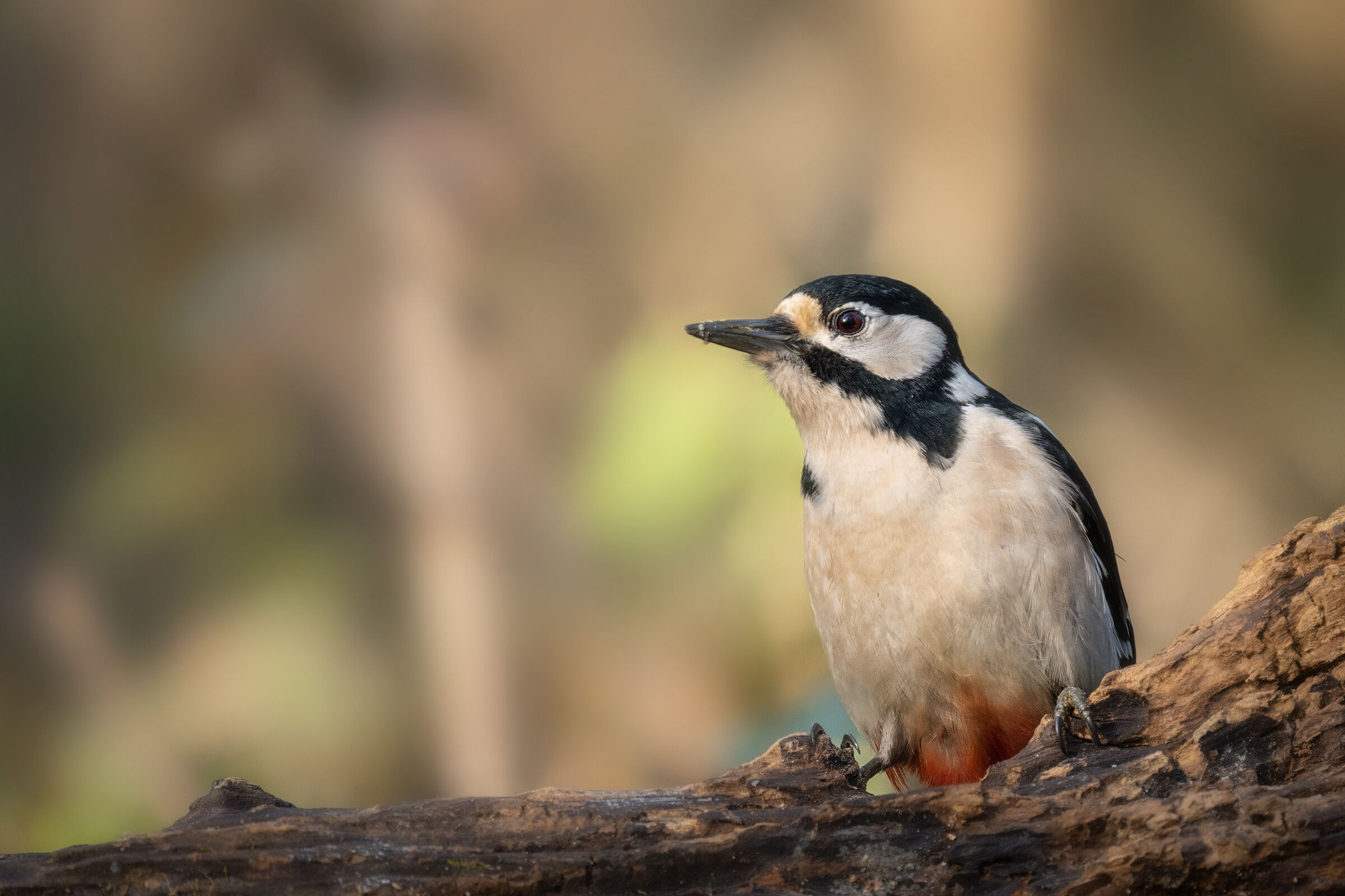 Red woodpecker