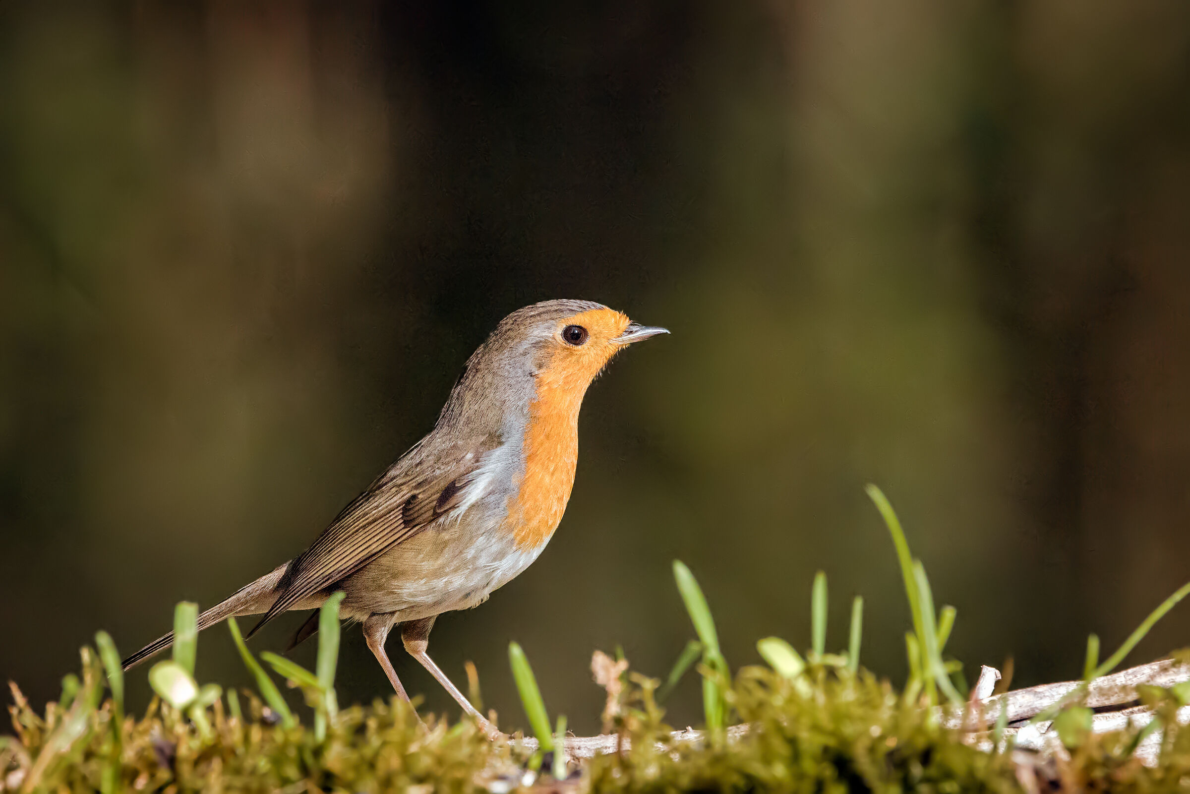 The vain robin