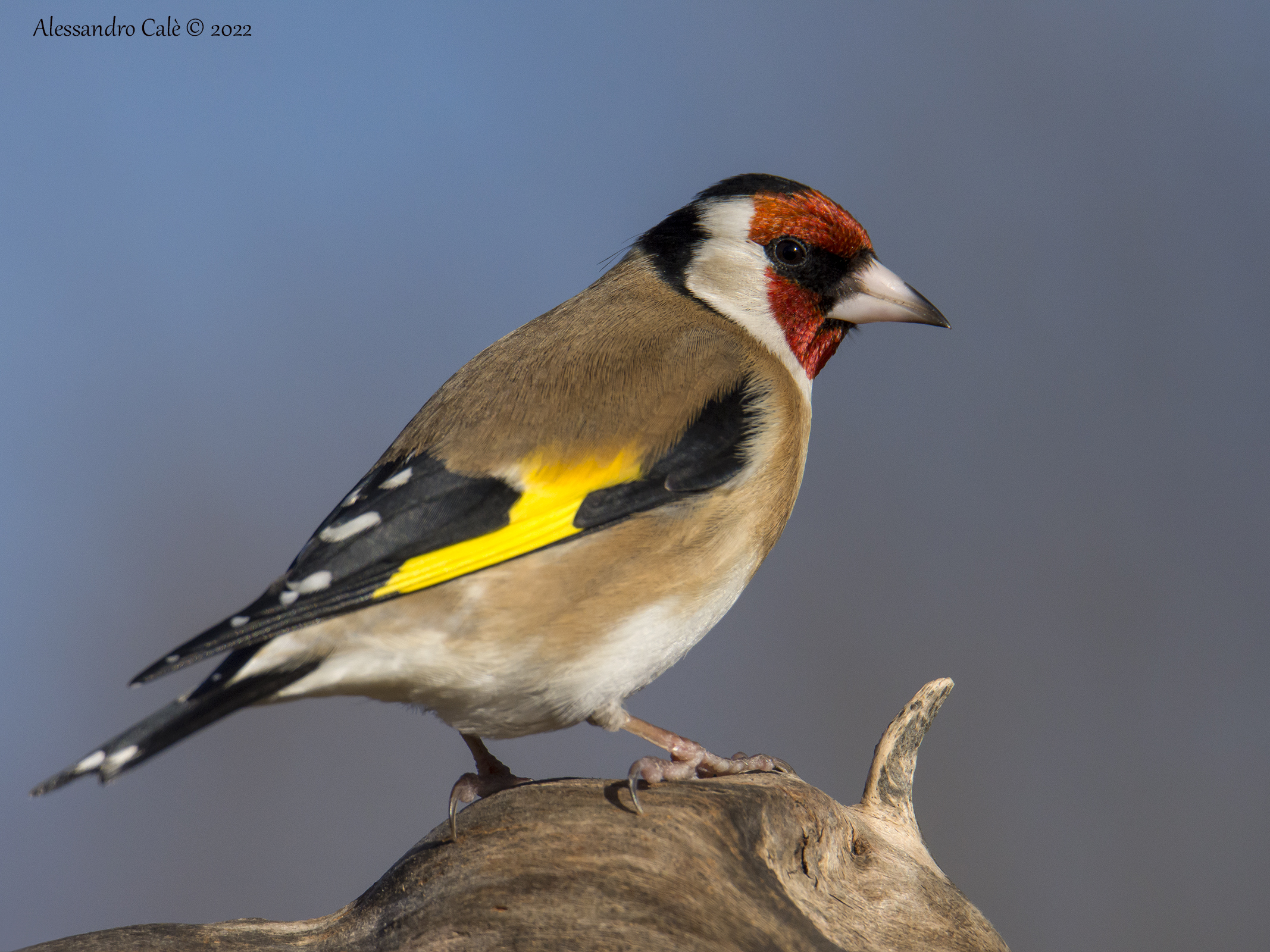 Carduelis carduelis (Cardellino) 3204