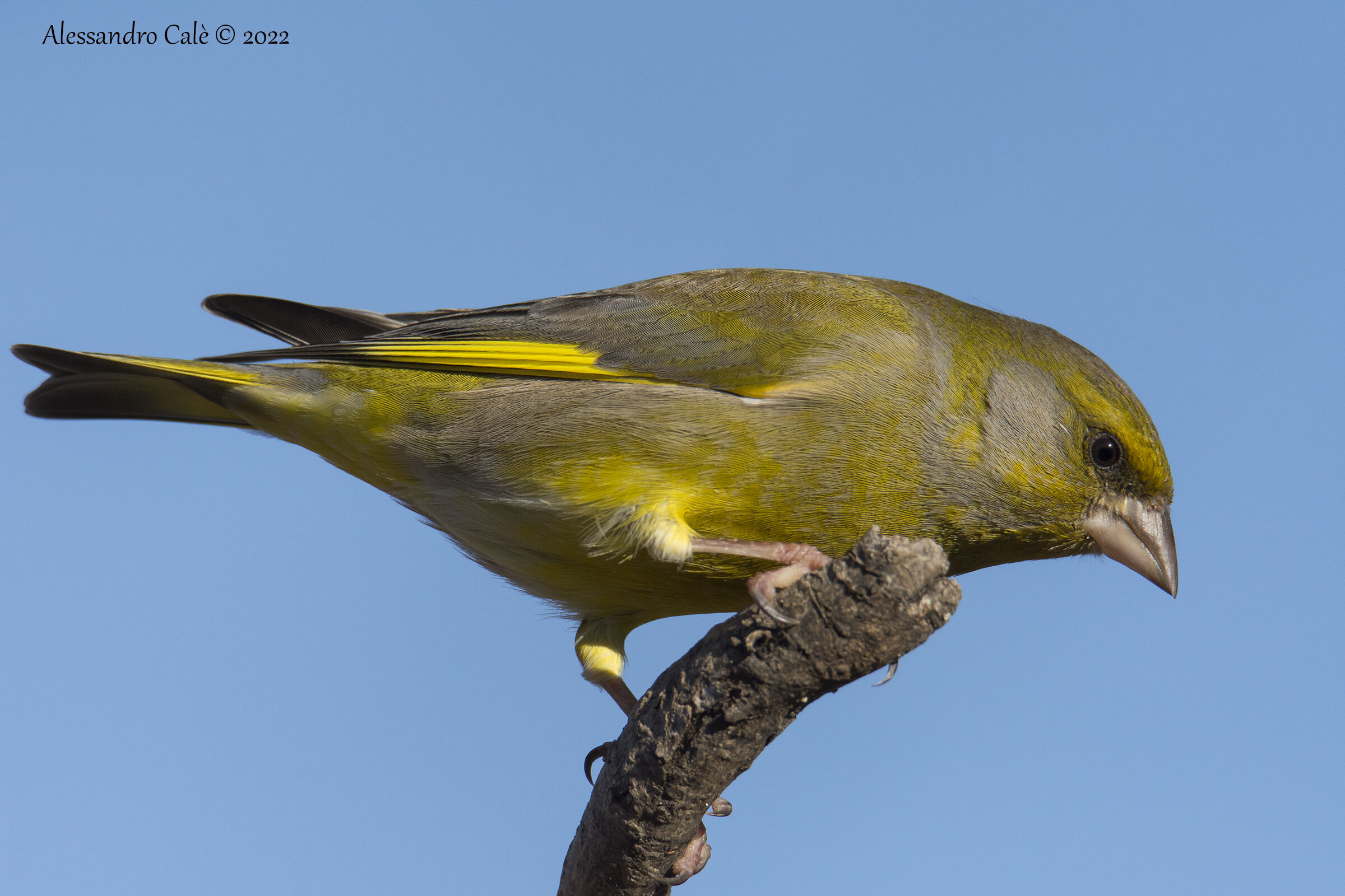 Carduelis chloris (Verdone) 3136
