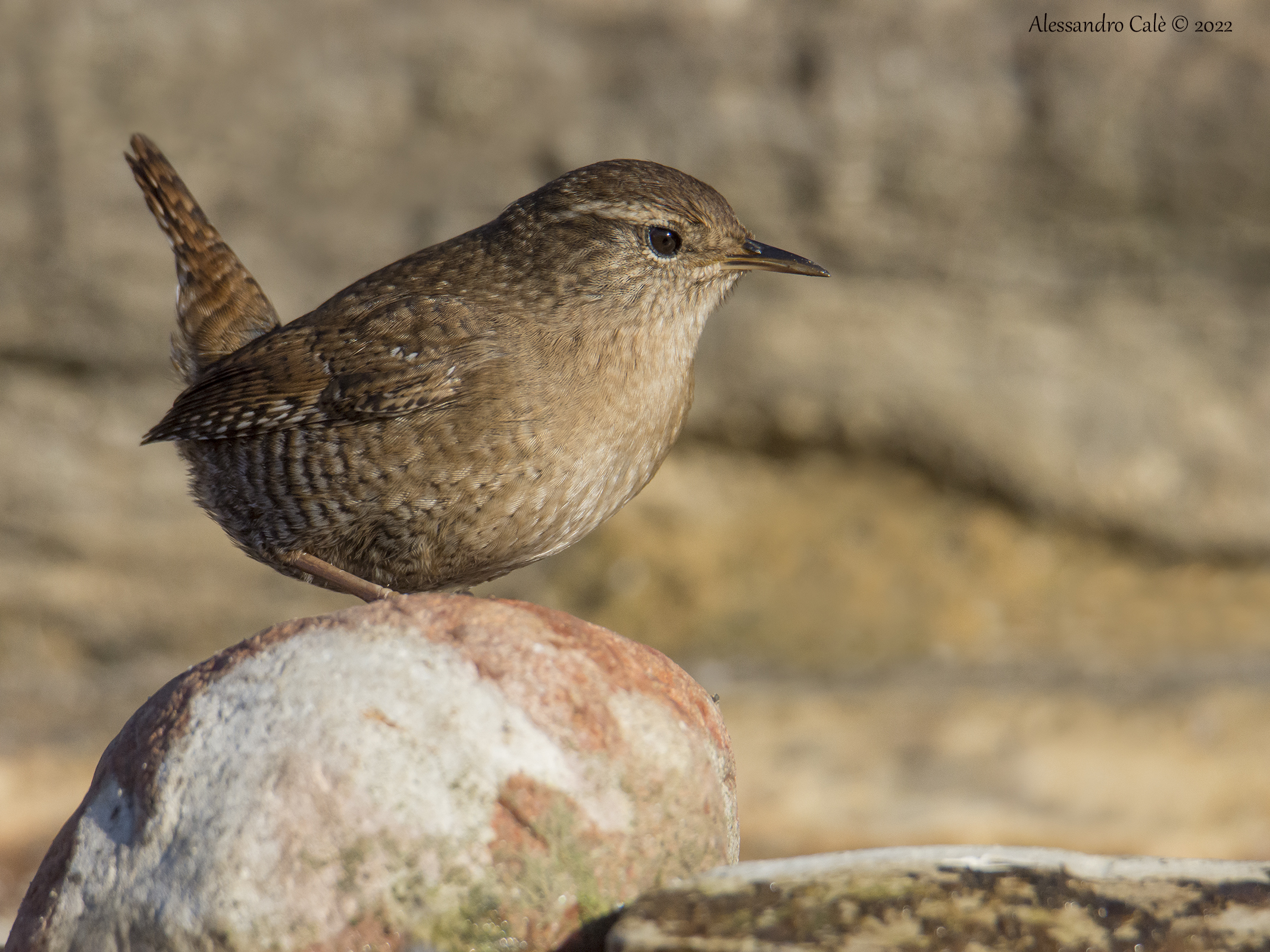 Troglidytes troglodytes ( Scricciolo) 3126