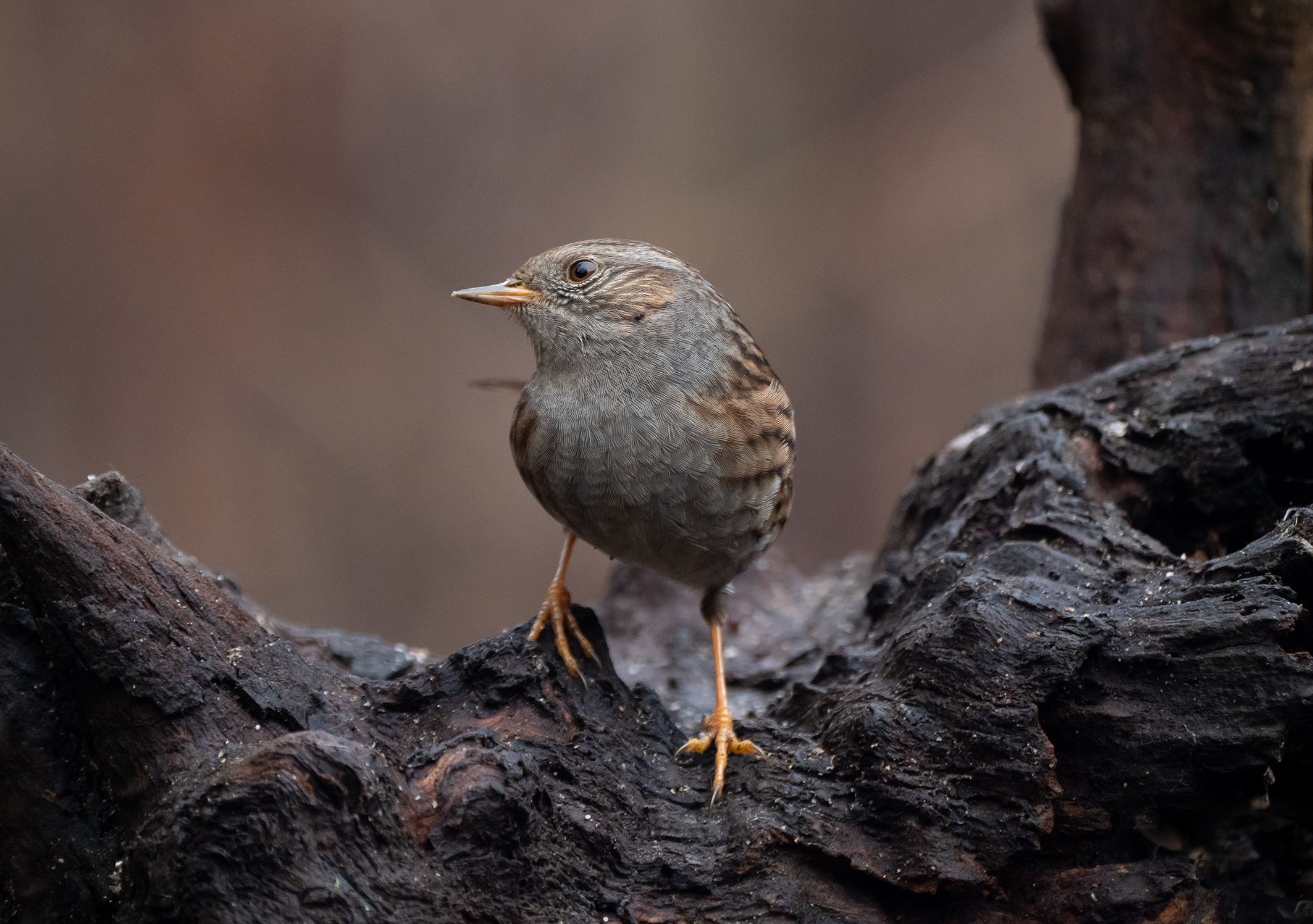 Dunnock