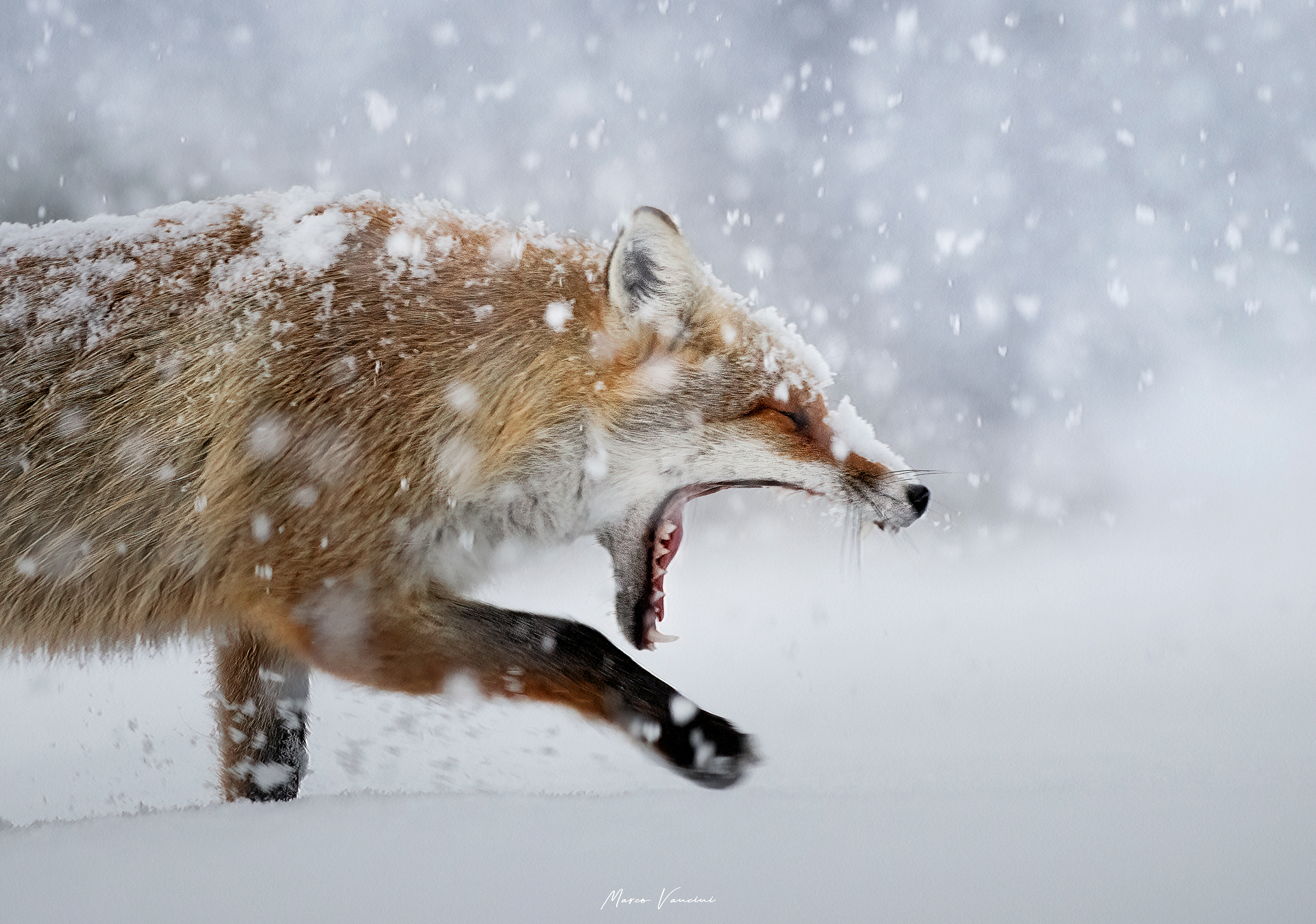 The passage of the fox