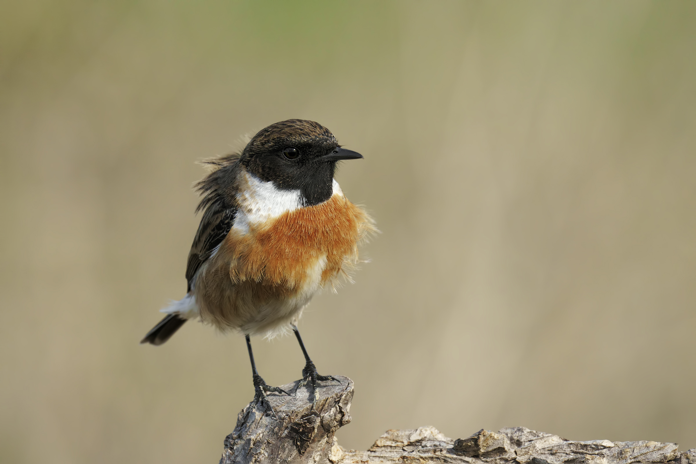 Saltimpalo (Saxixola rubicola)