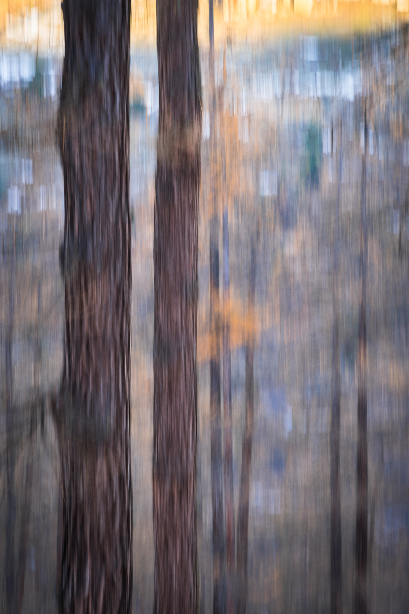 Impressions of the forest