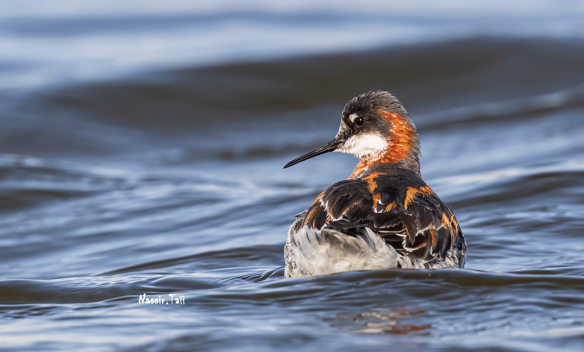Falarope dal collo rosso