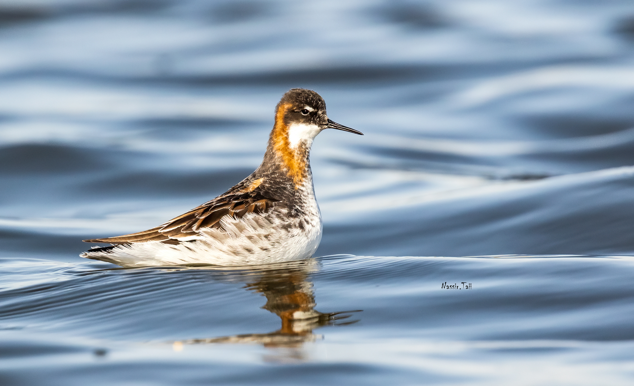Falarope dal collo rosso