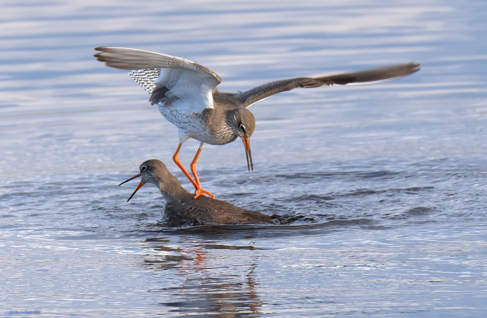 What a quarrel!!!!! Gossips