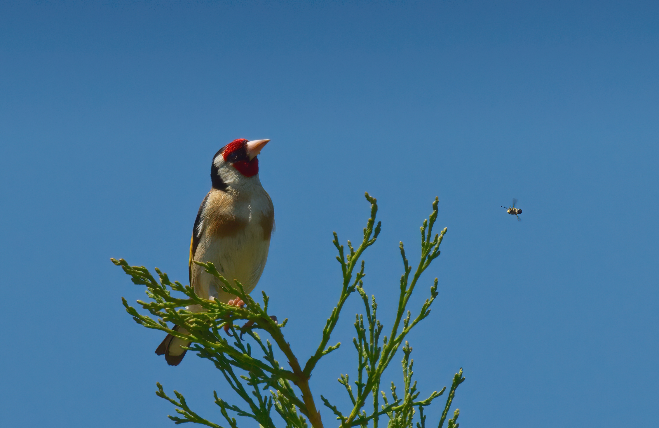 The goldfinch and the apina