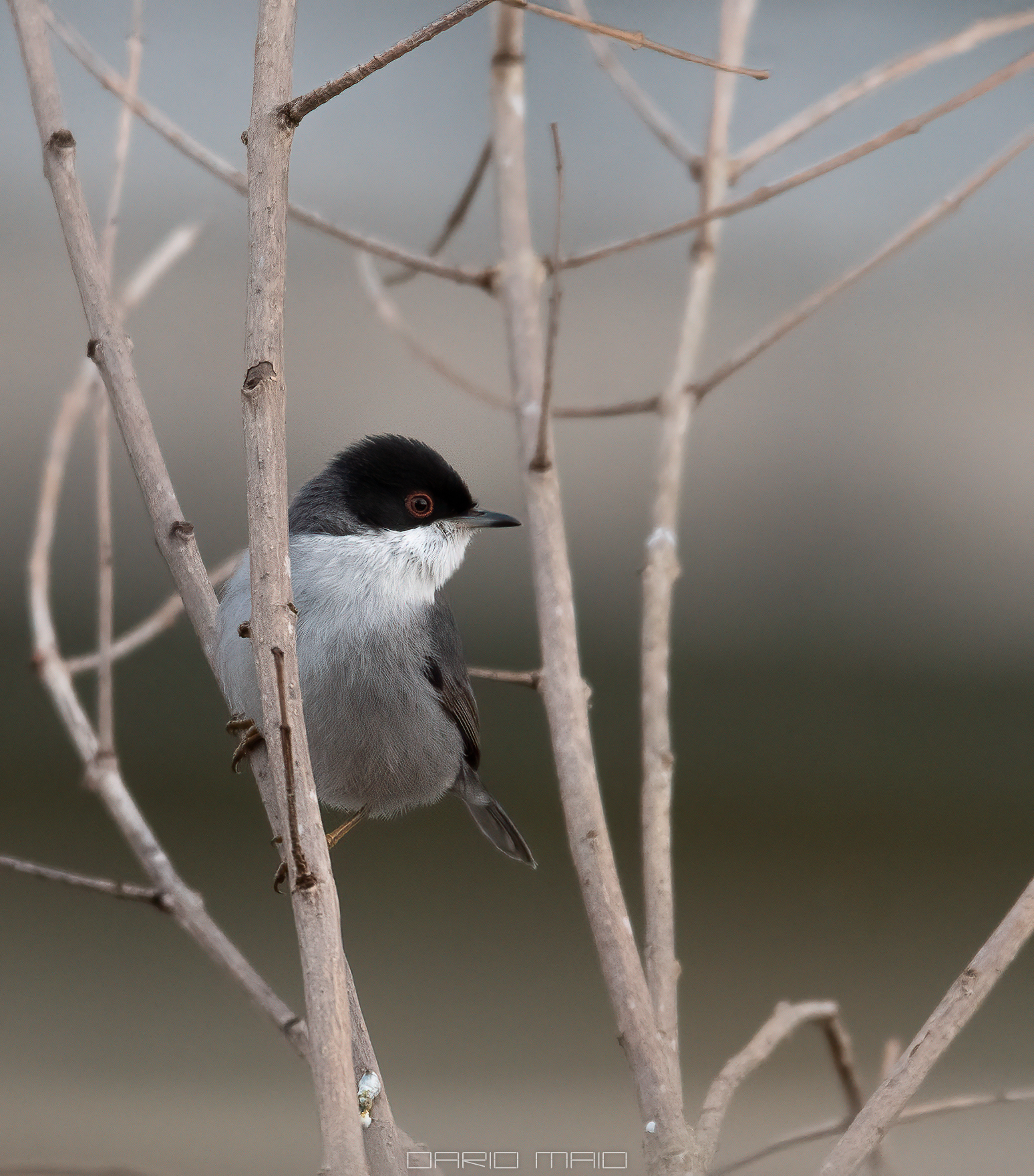 Sardinian warbler
