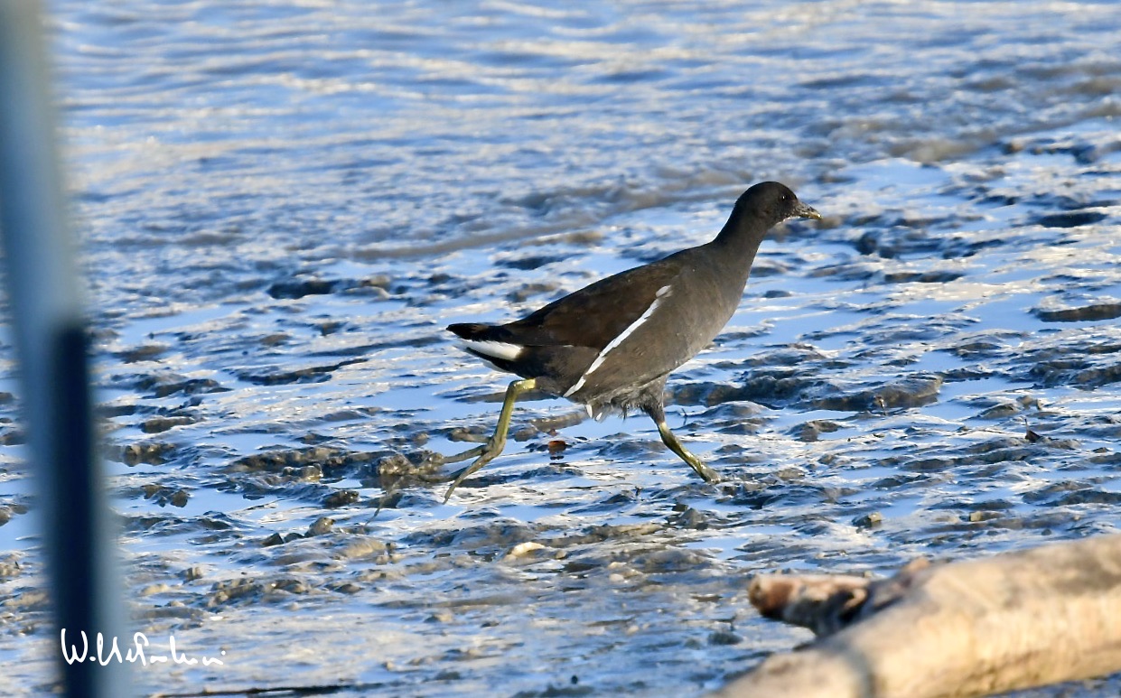 Young moorhen