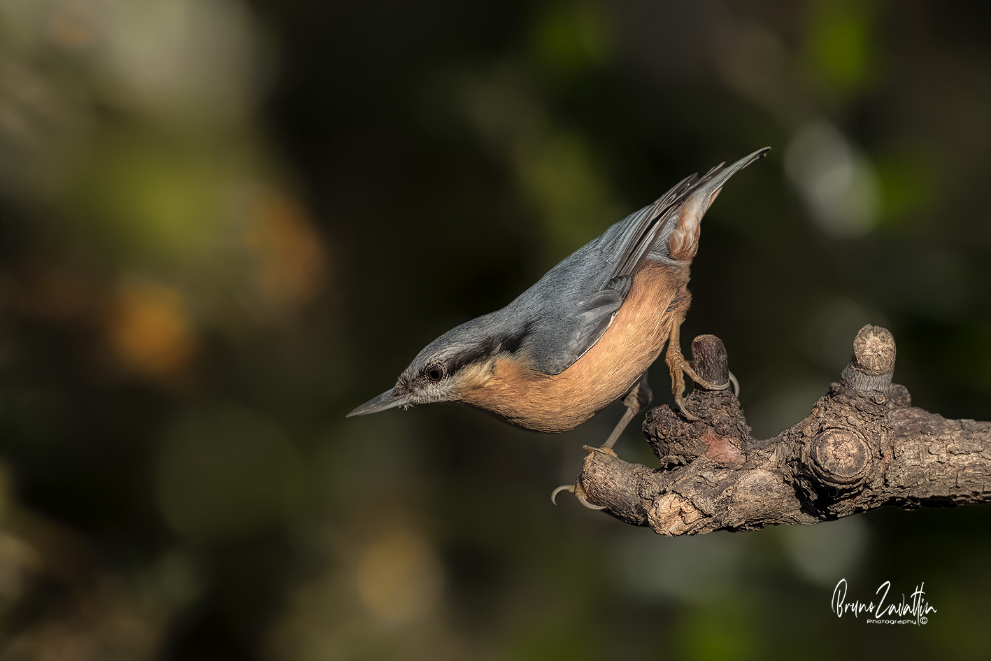 Wood nuthatch