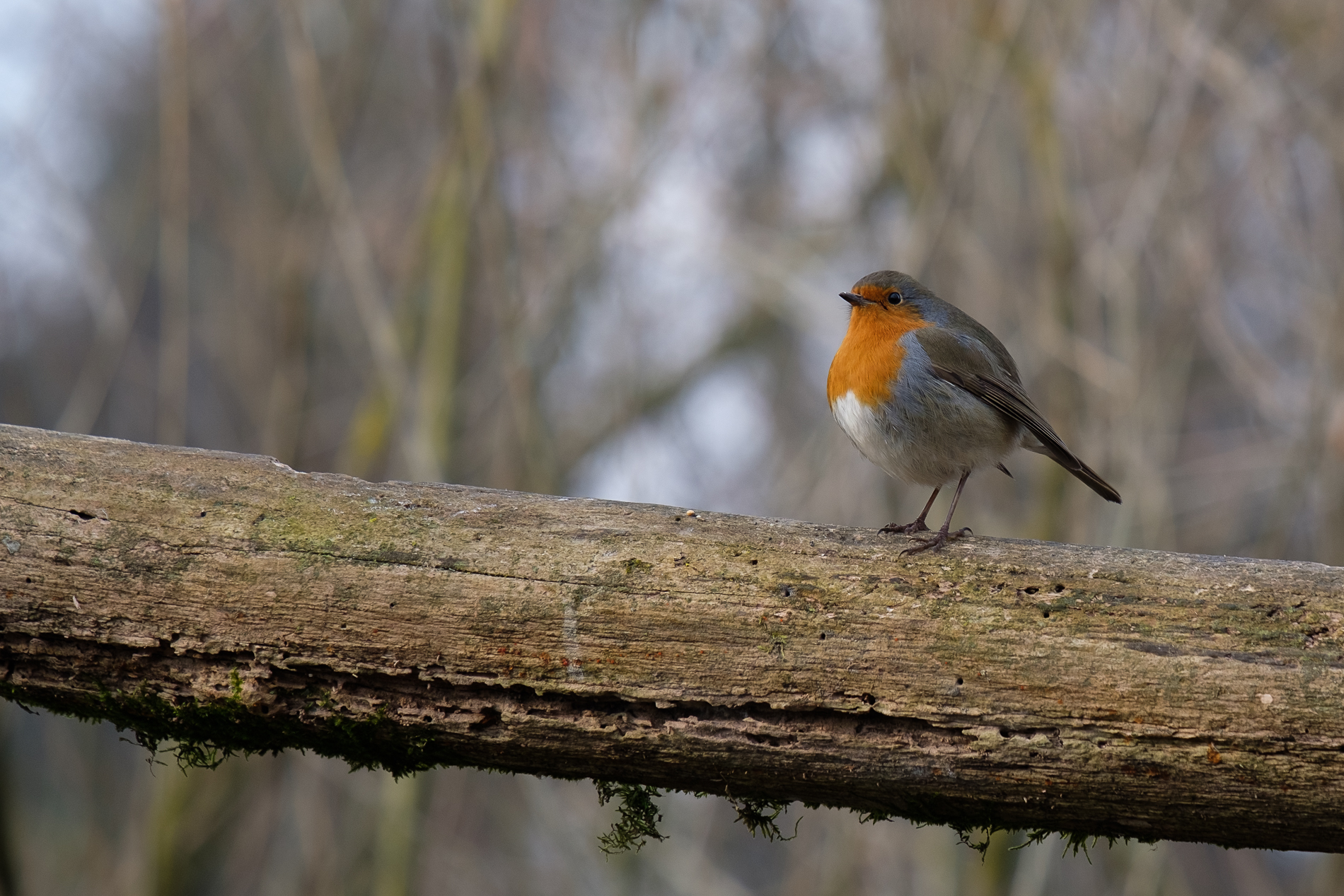 The Robin Thinker