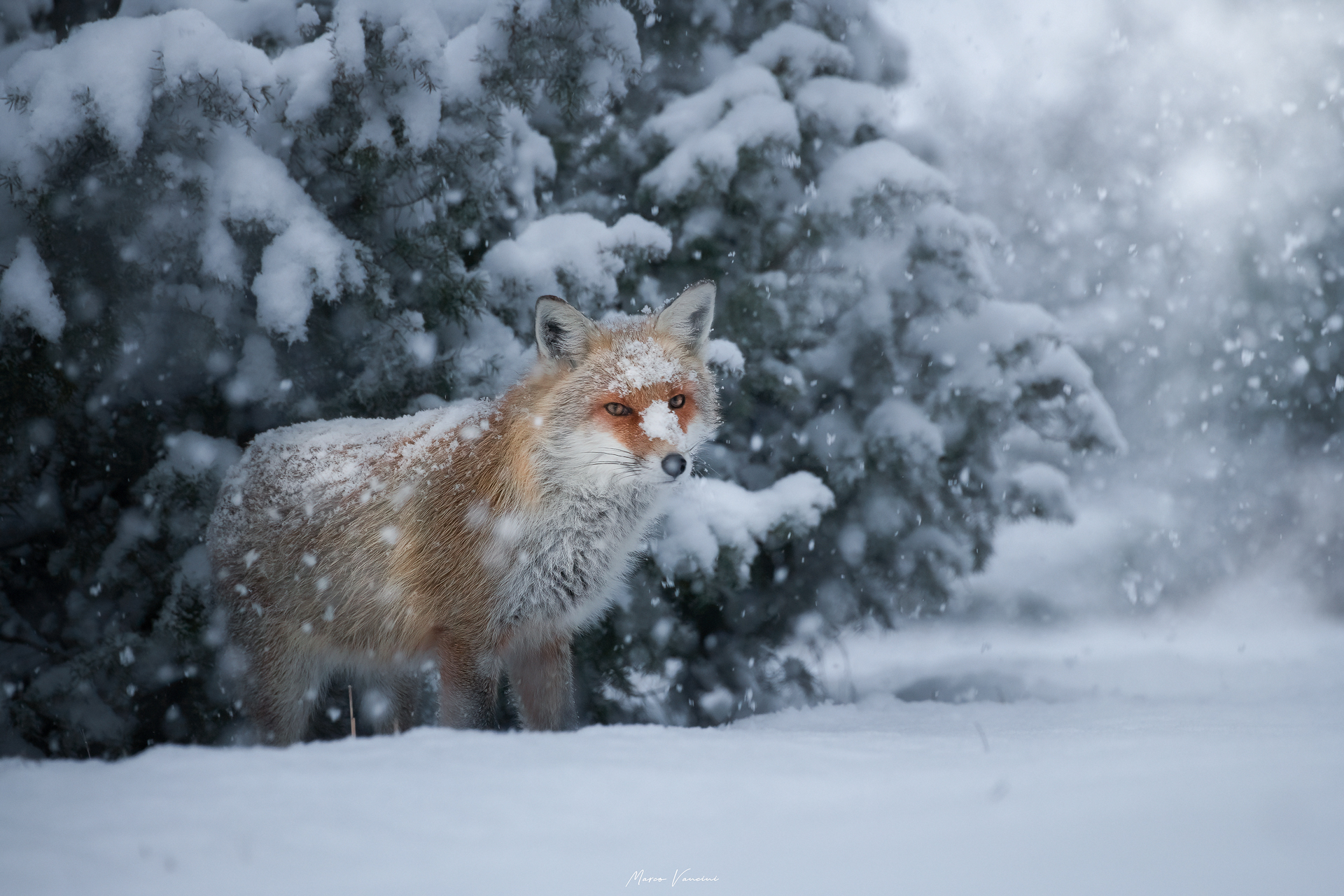Winter fox