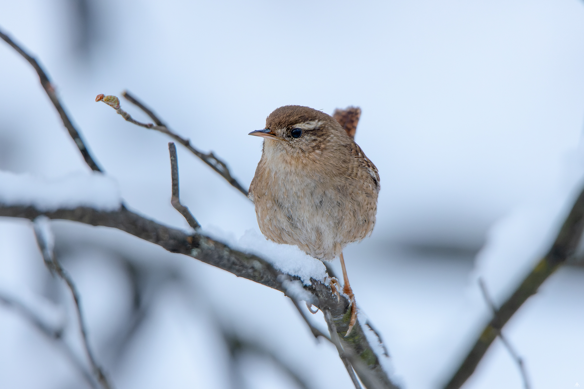 Troglodytes troglodytes