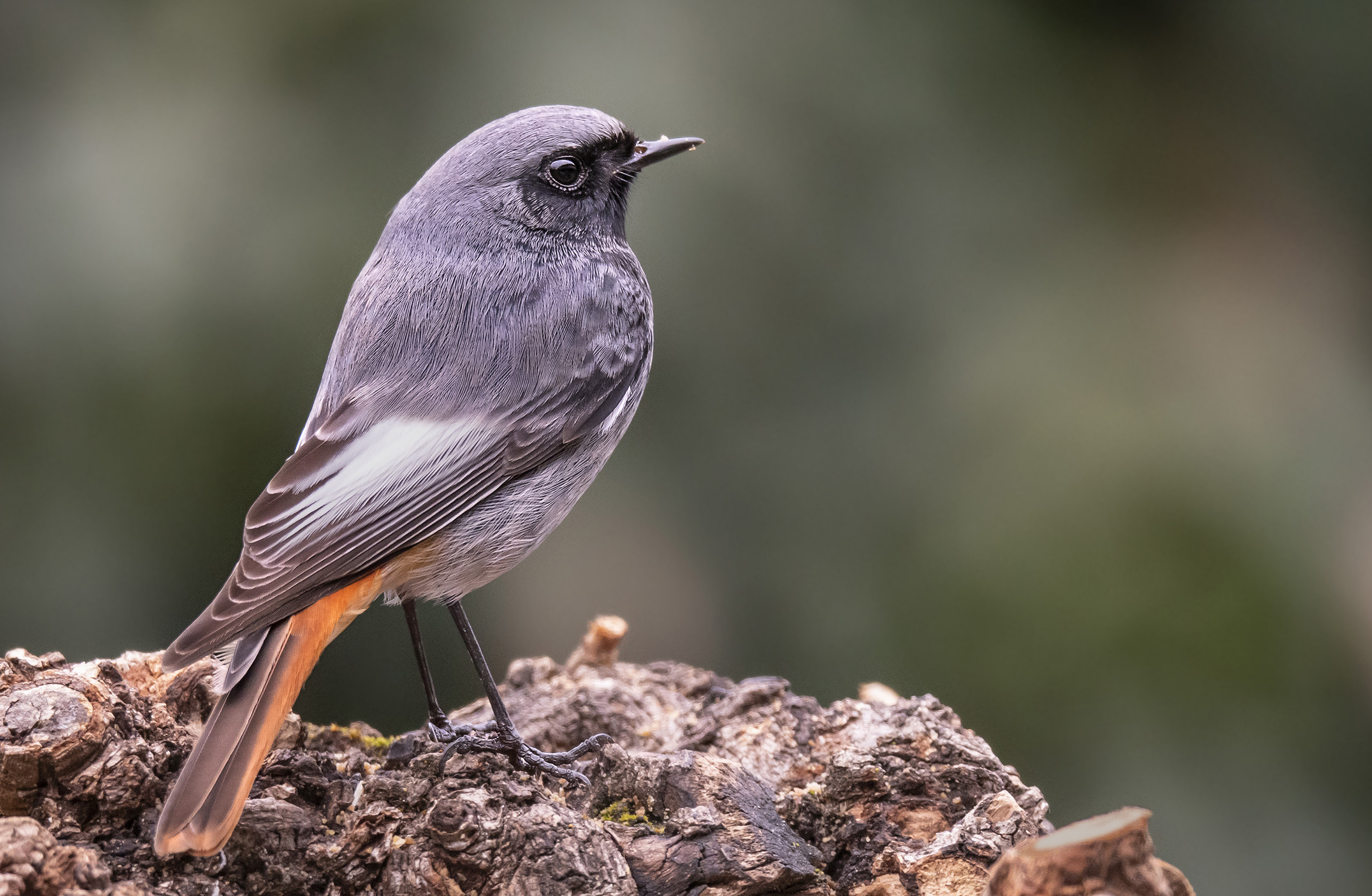 Codirosso spazzacamino
