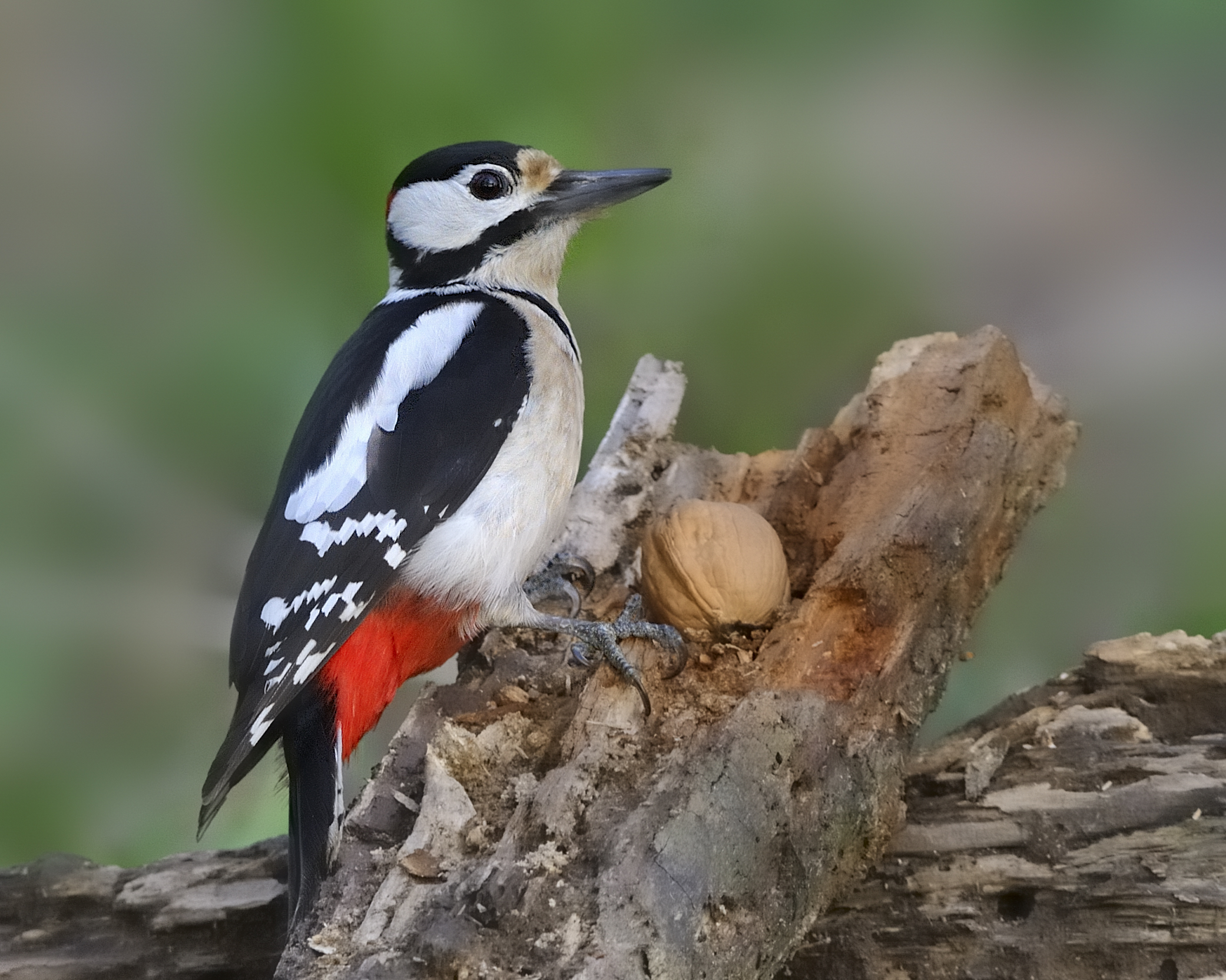 Look, a nut! who knows who the A mass!!