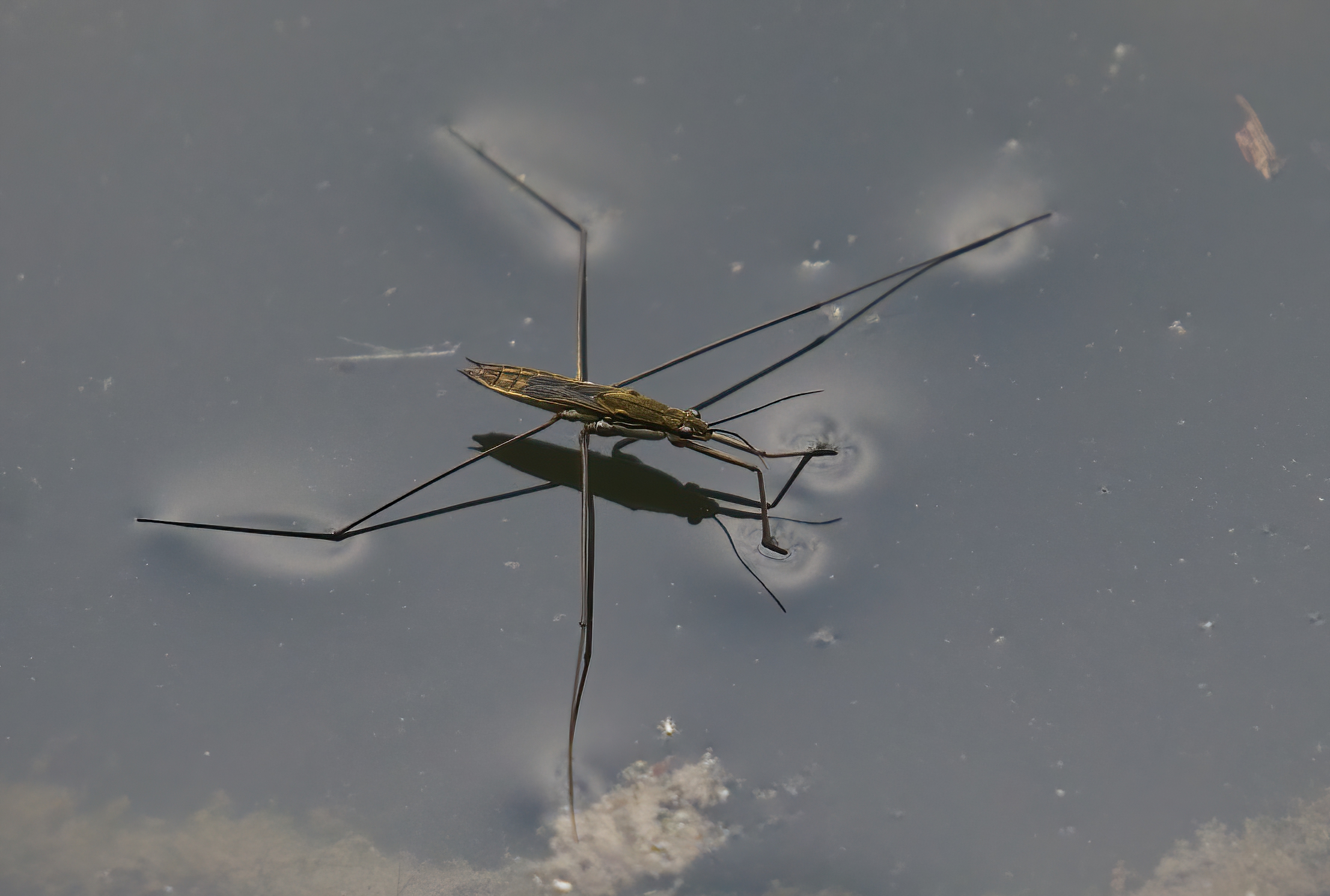 Io cammino sulle acque