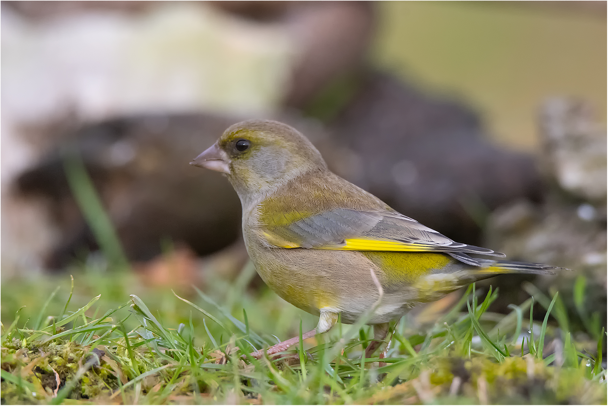 Greenfinch