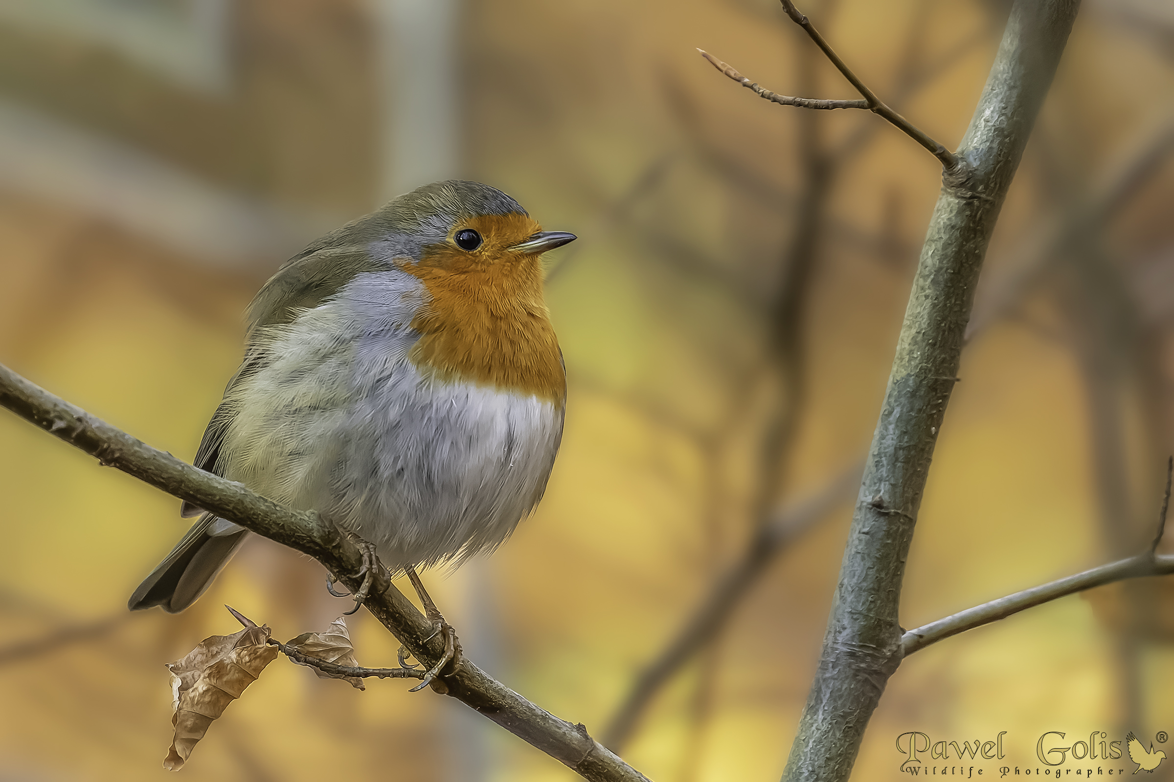 Pettirosso europeo (Erithacus rubecula)