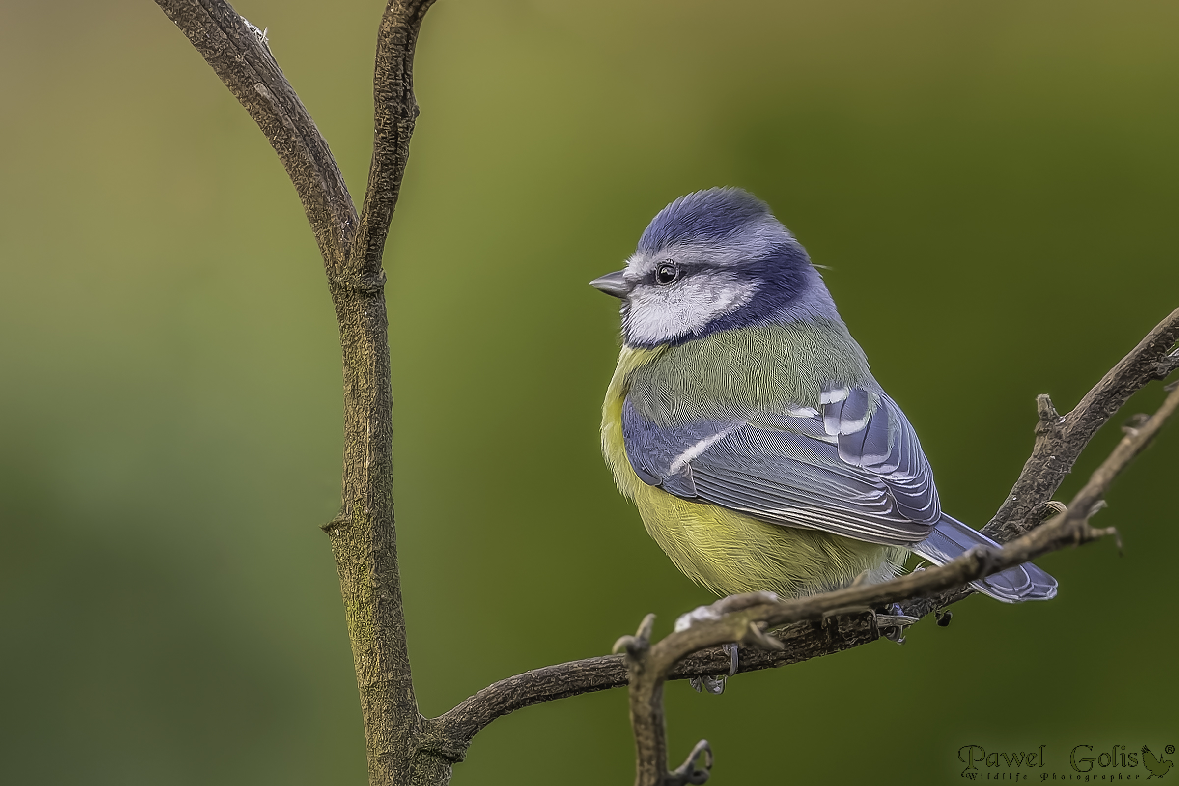 Eurasian blue tit (Cyanistes caeruleus)