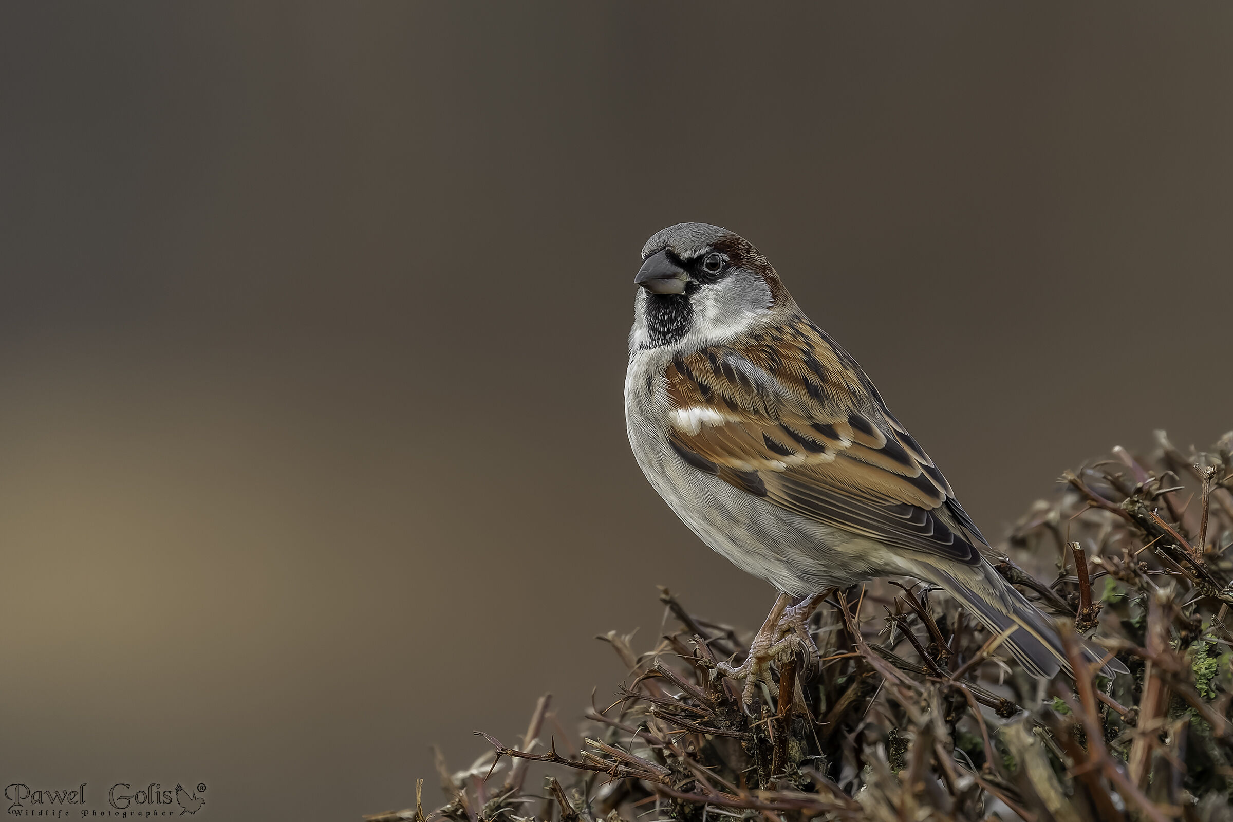 Passero domestico (Passer domesticus)