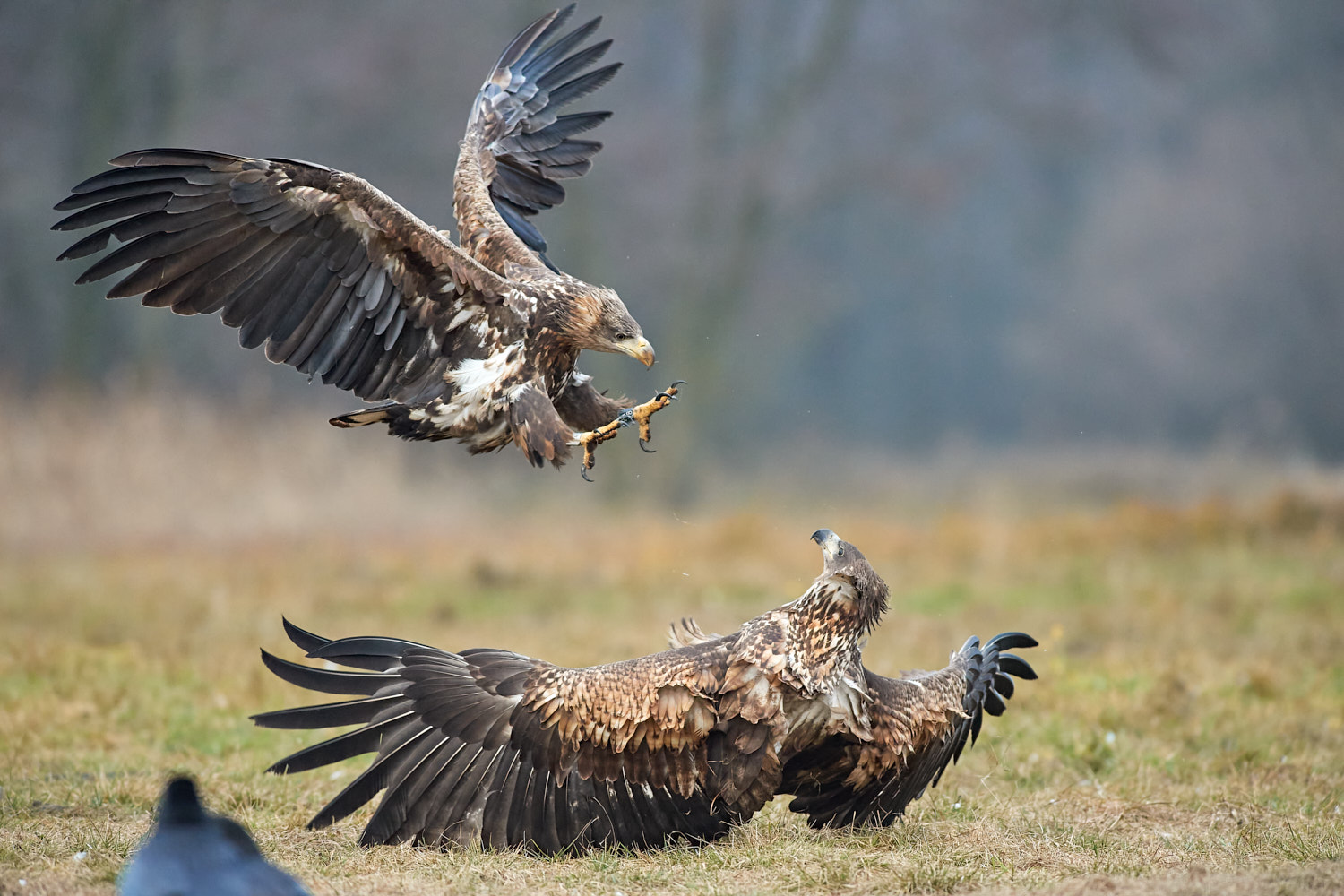 White-tailed eagles
