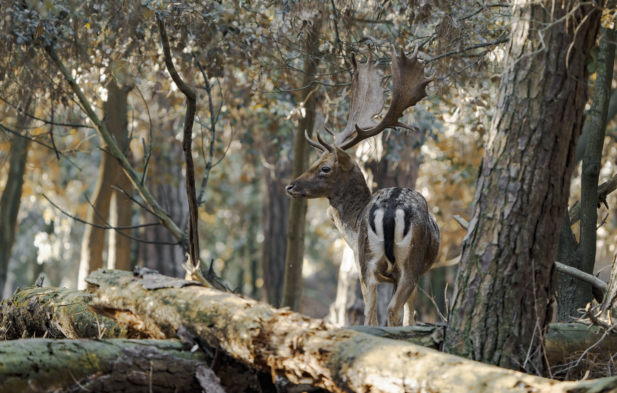 Fallow deer and pine forest, Adriatic week. 2022