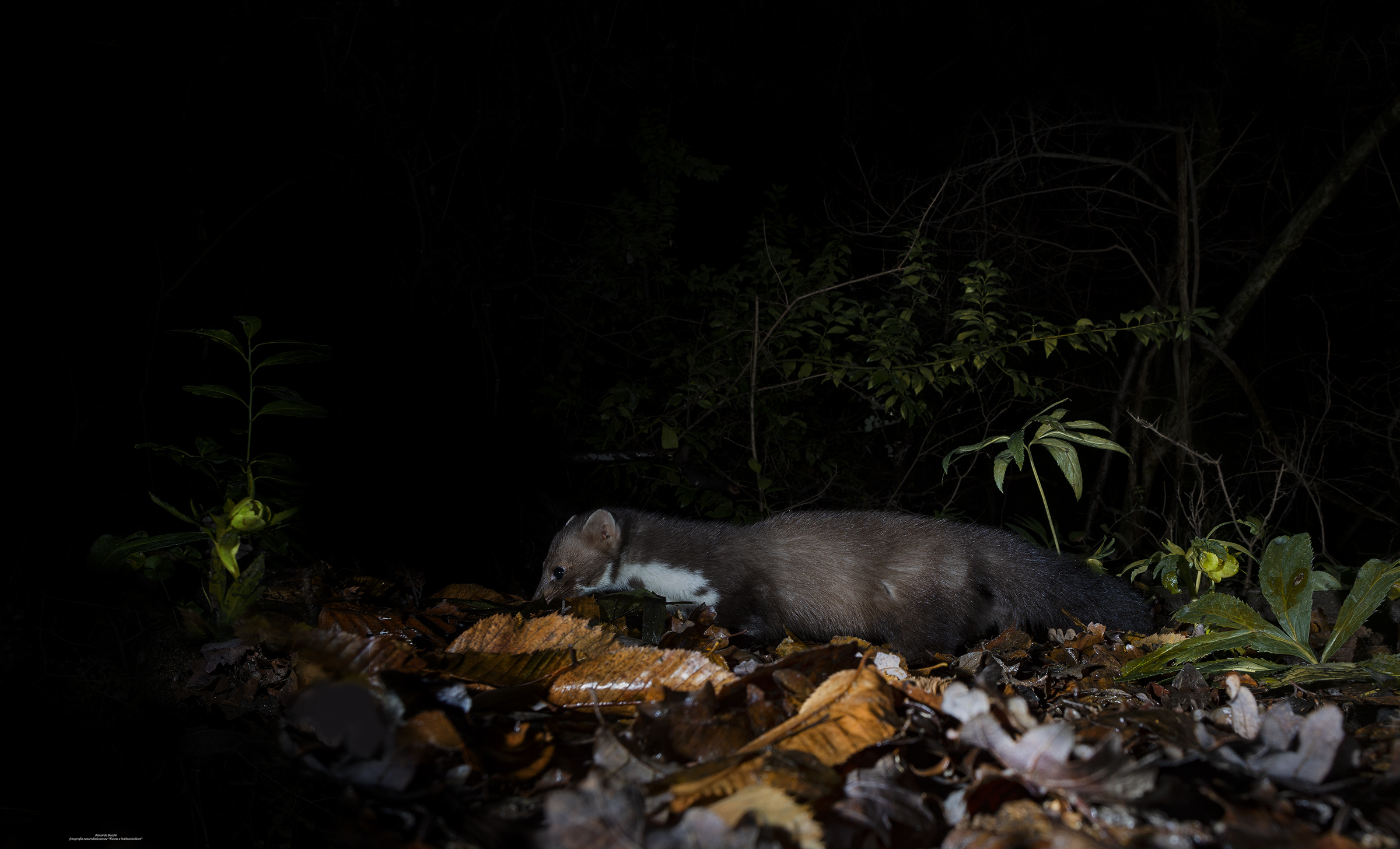Faina, Bologna urban wildlife